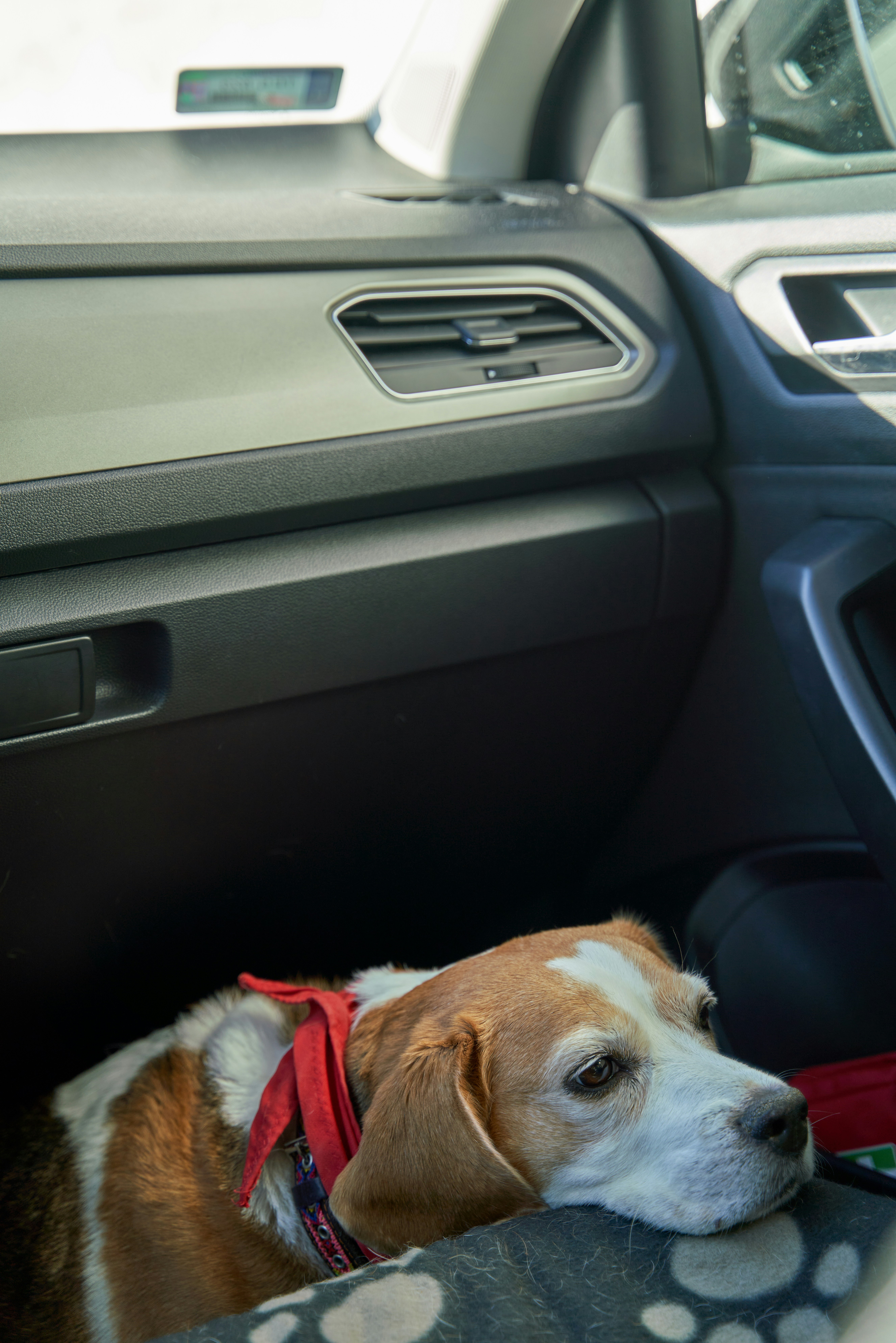 A brown and white dog sitting in the driver's seat of a car