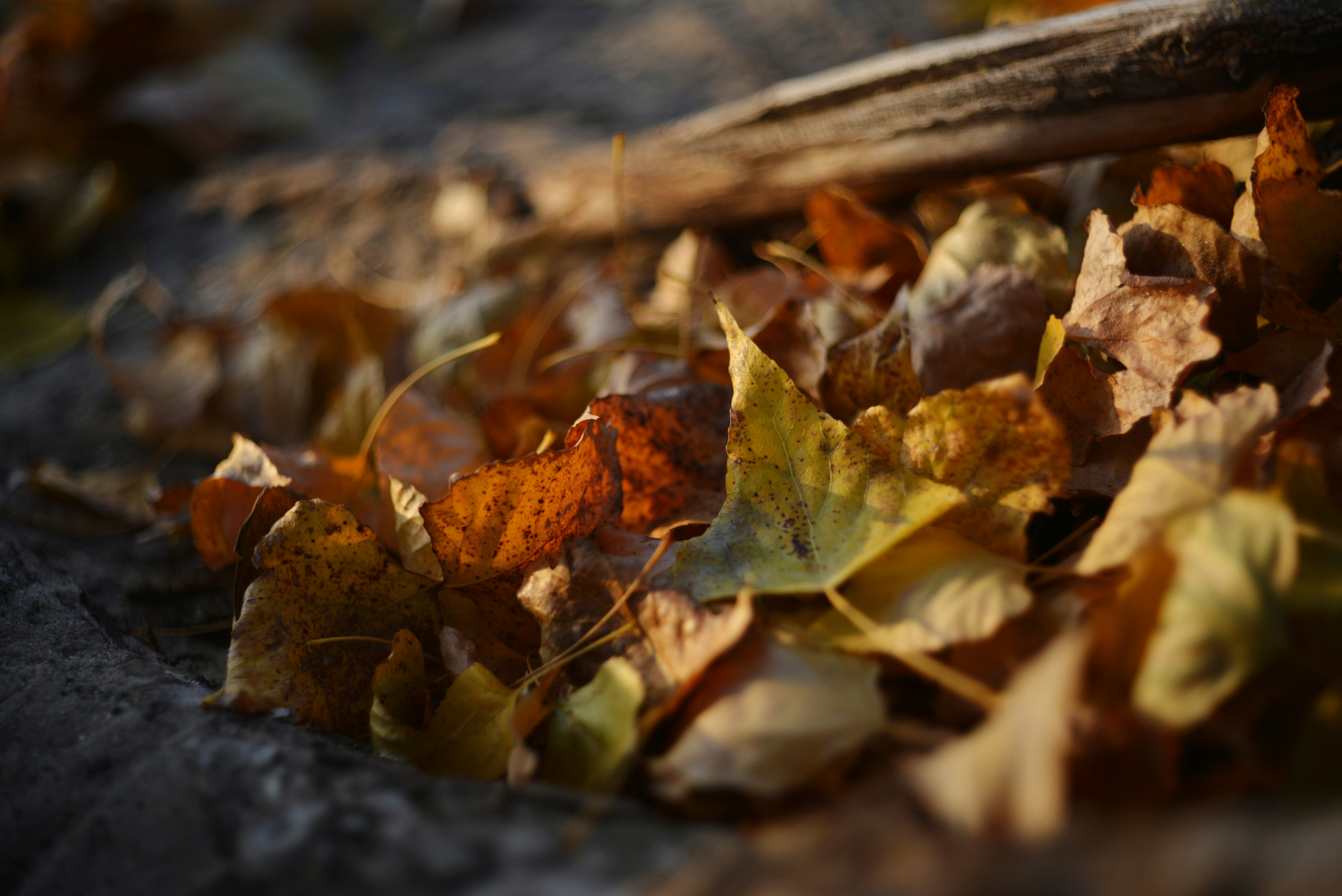 Photo by cherstve_pechivo