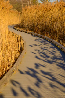 A path in the middle of a field of tall grass