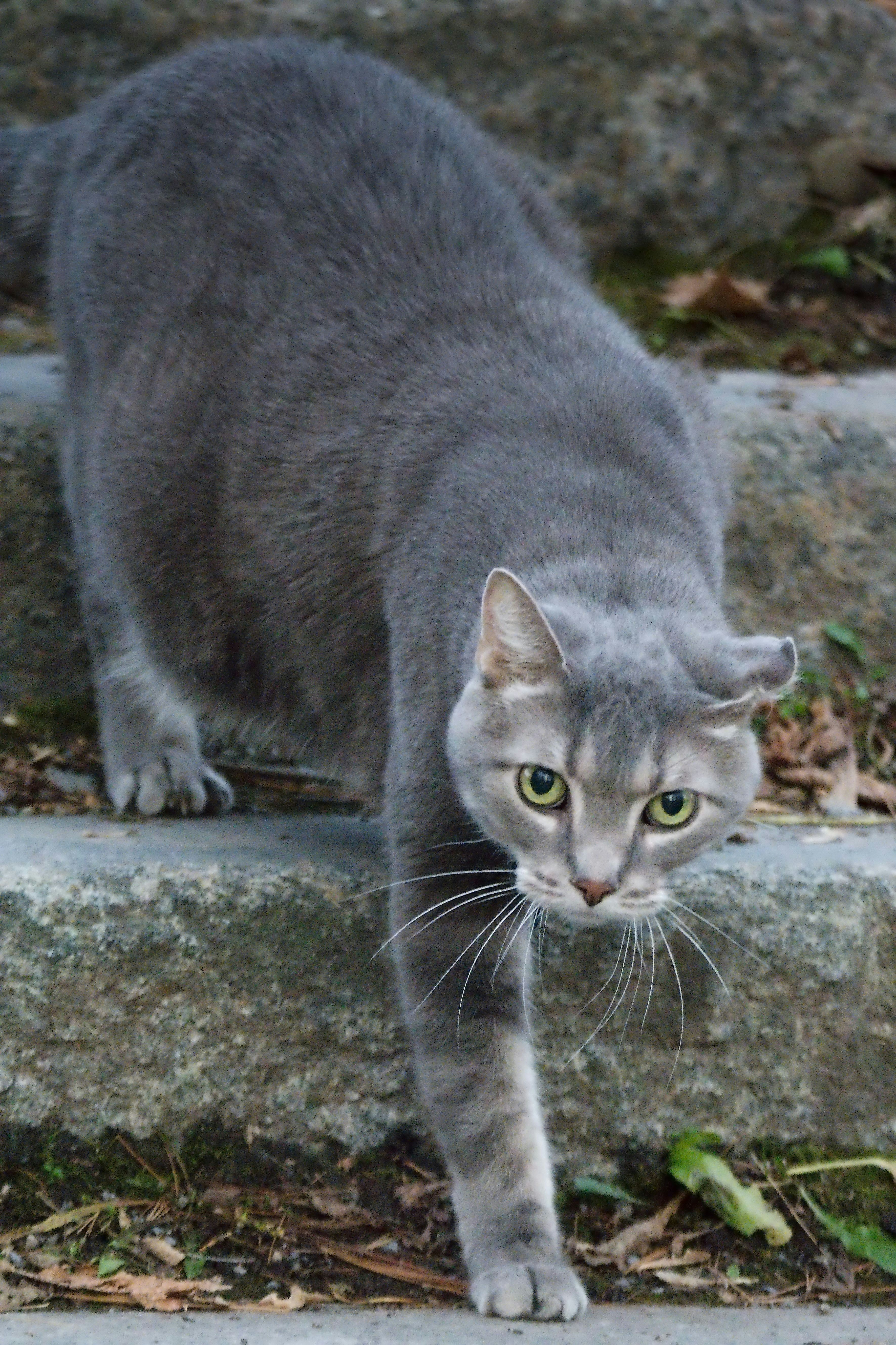 Un chat gris qui monte quelques marches