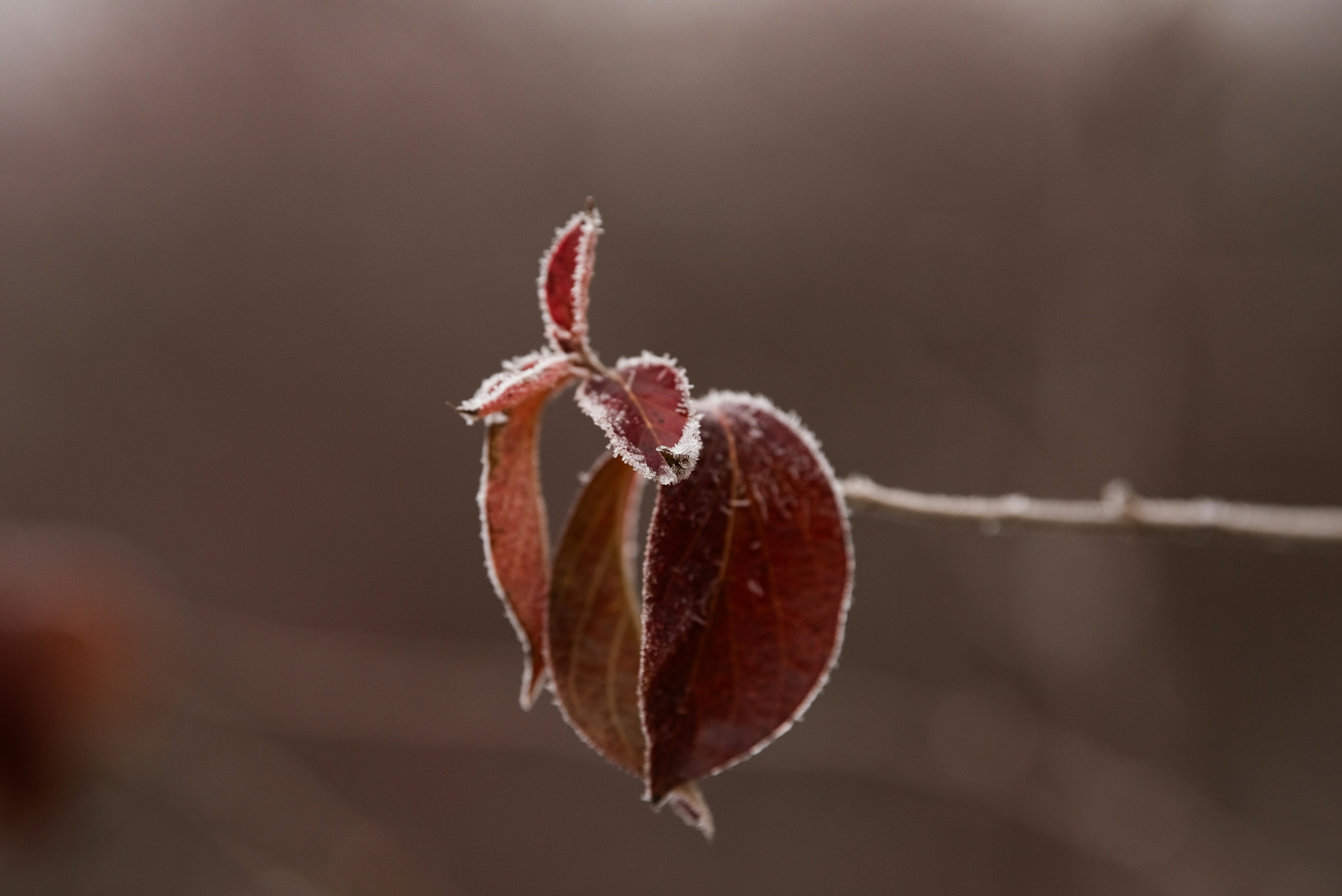 A close up of a leaf on a twig