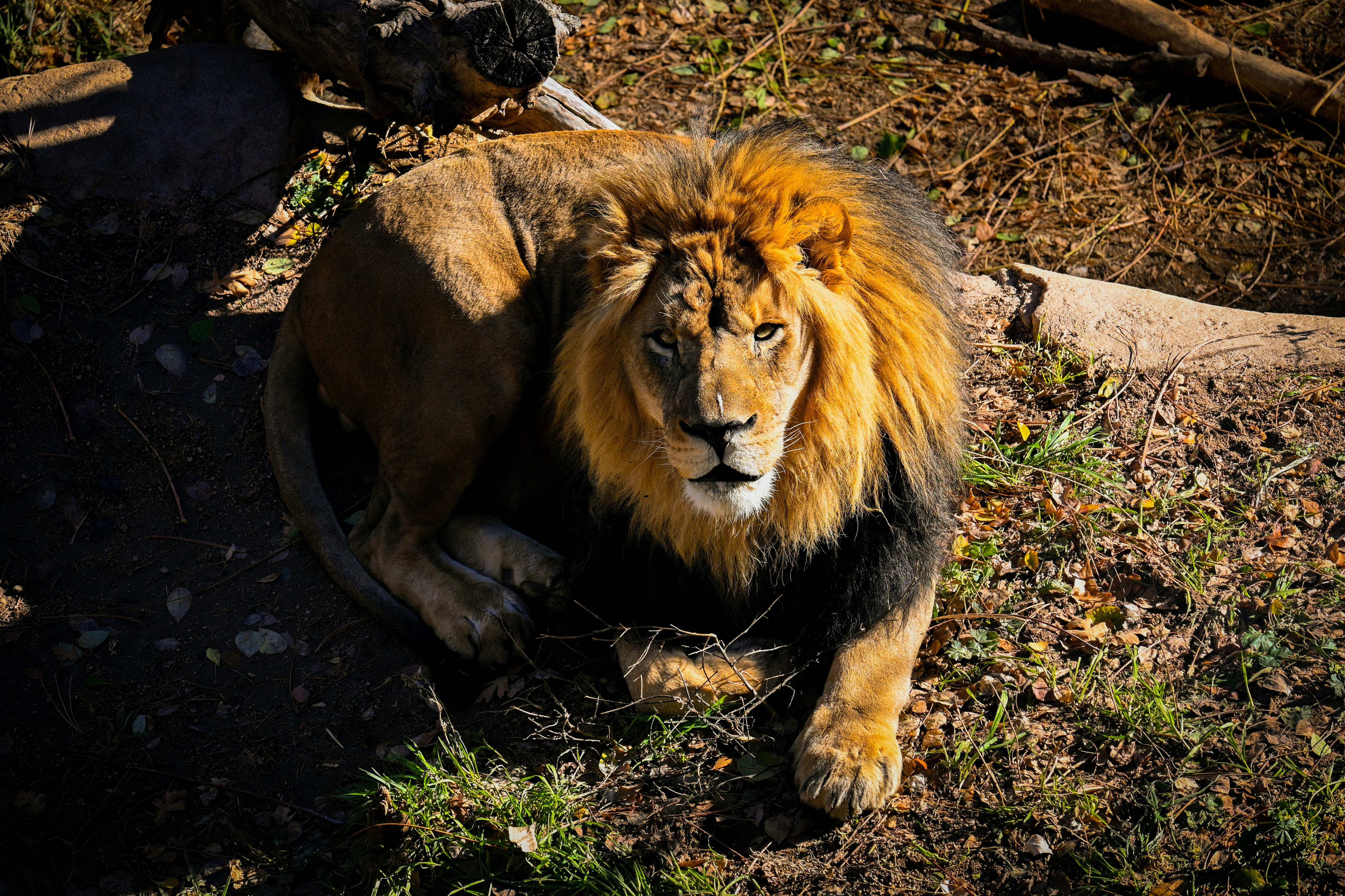 Colorado Springs cityscape