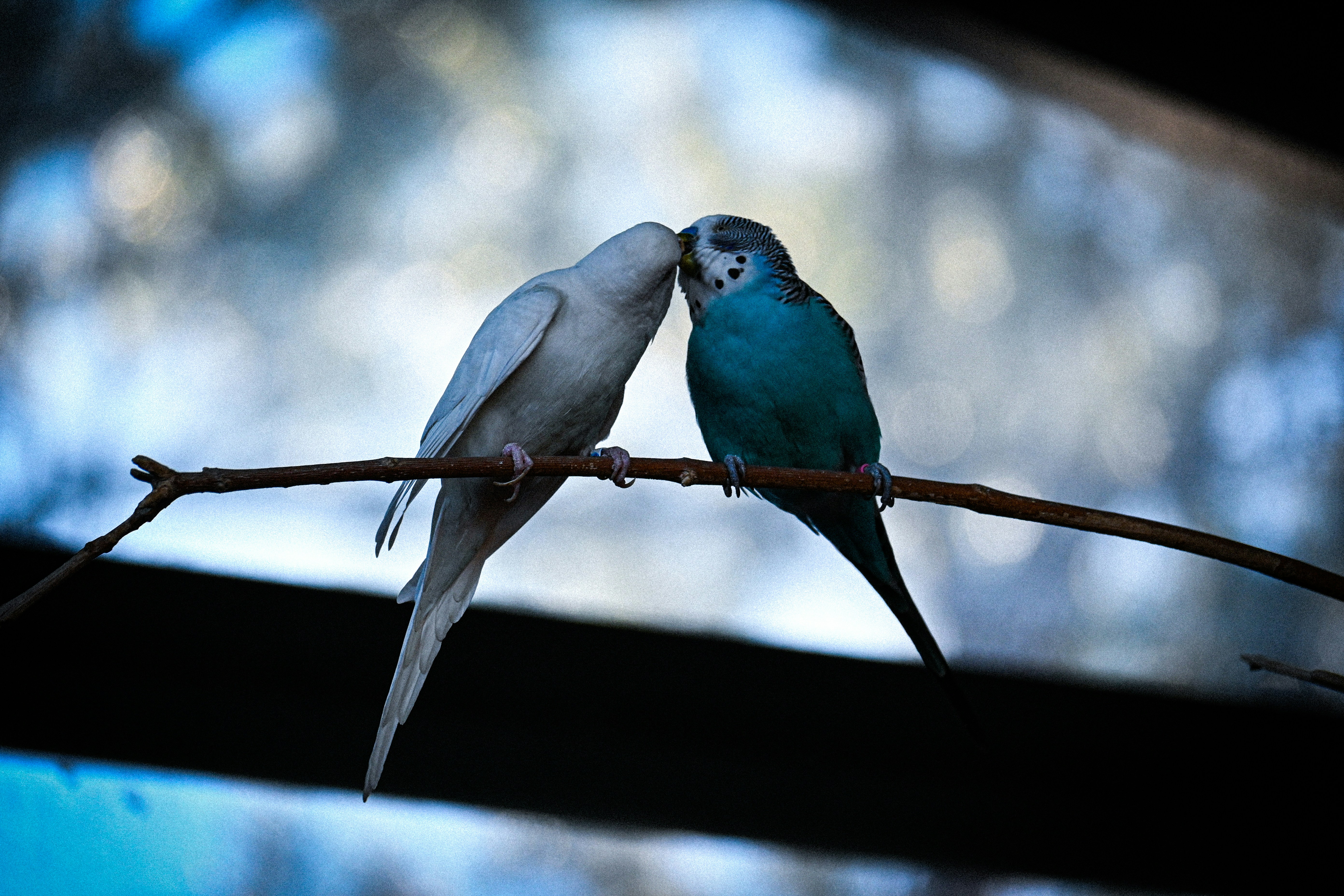 Colorado Springs cityscape