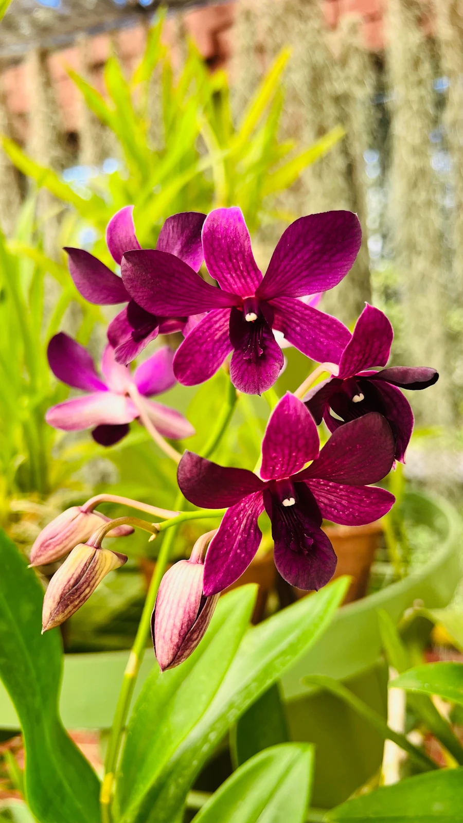 Close-up of a delicate orchid bloom