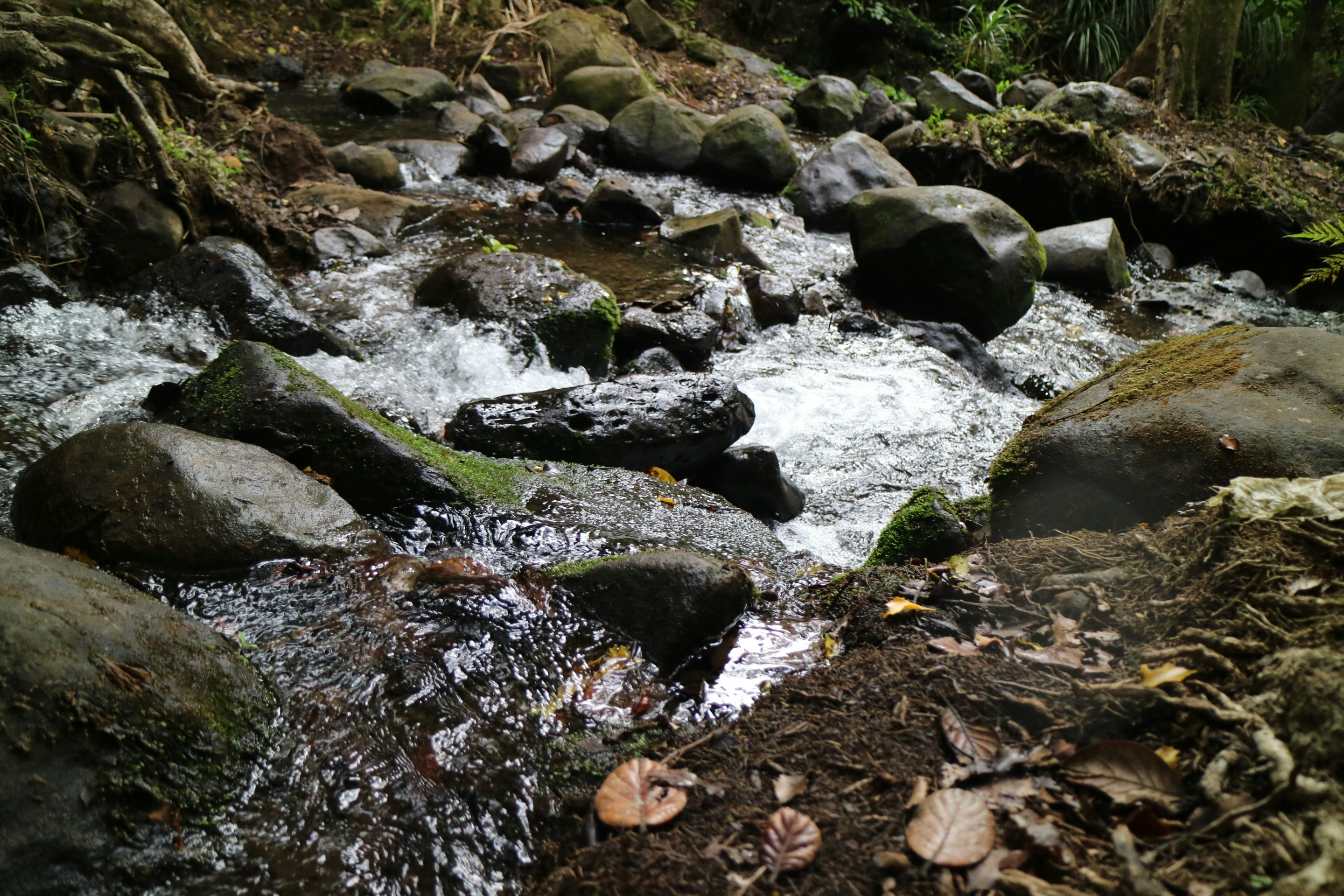 Photo by rewildingme