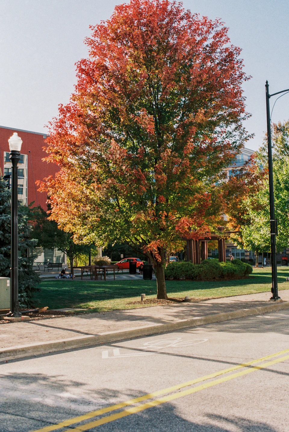 Large, vibrant red tree stands in foreground, surrounded by autumn foliage and city street