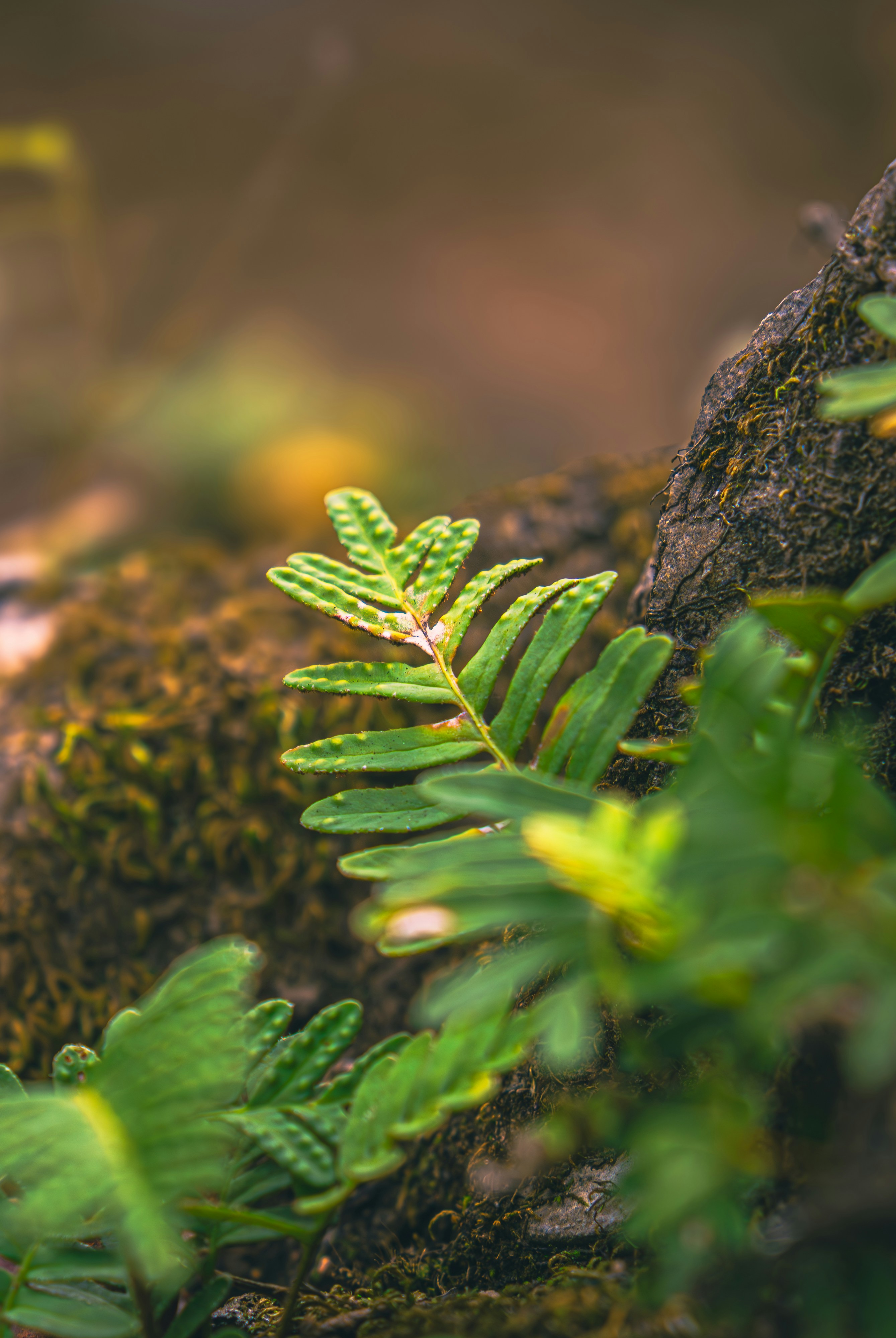 Photo by tomatopictures1