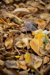 A bunch of leaves that are on the ground