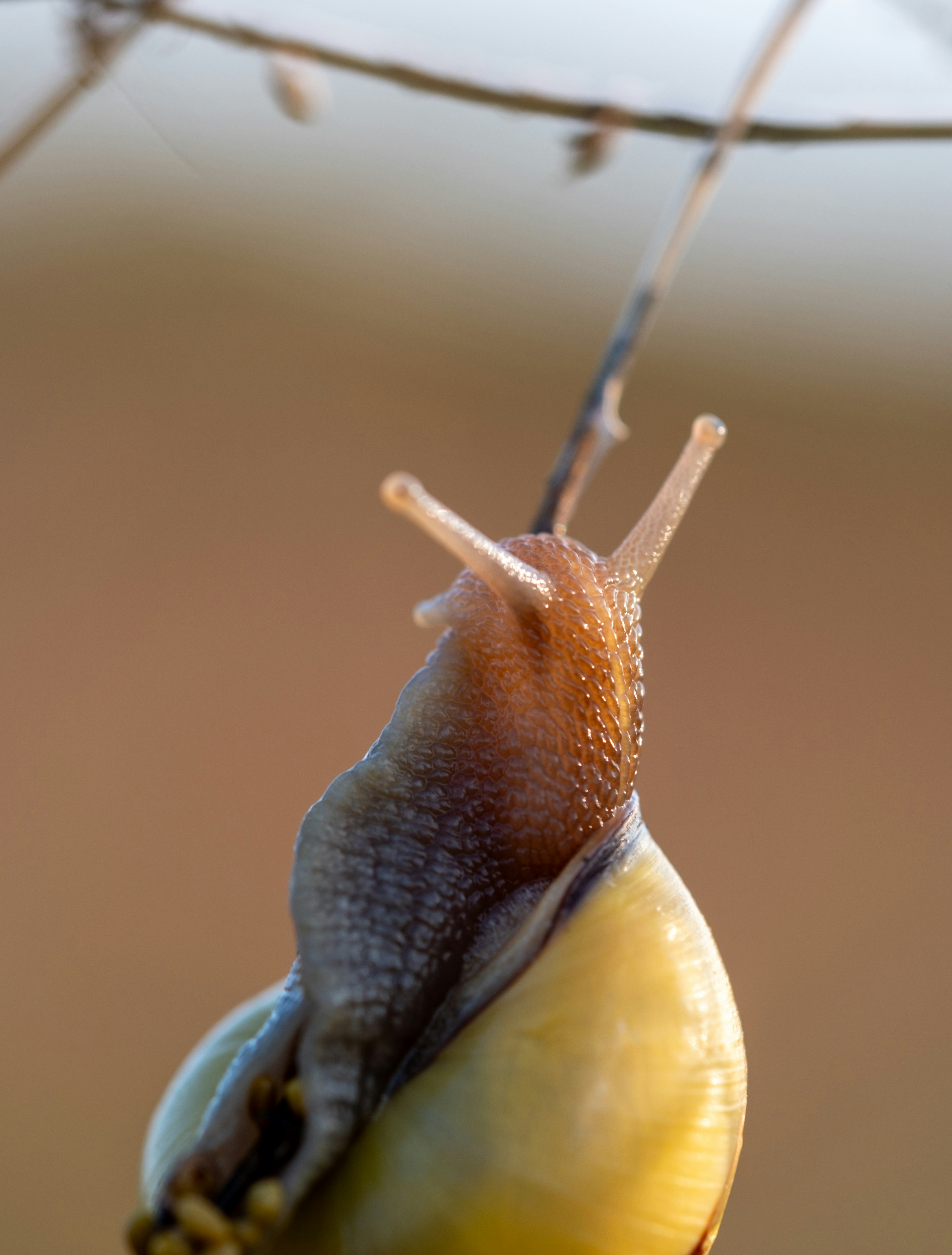 A close up of a snail on a branch