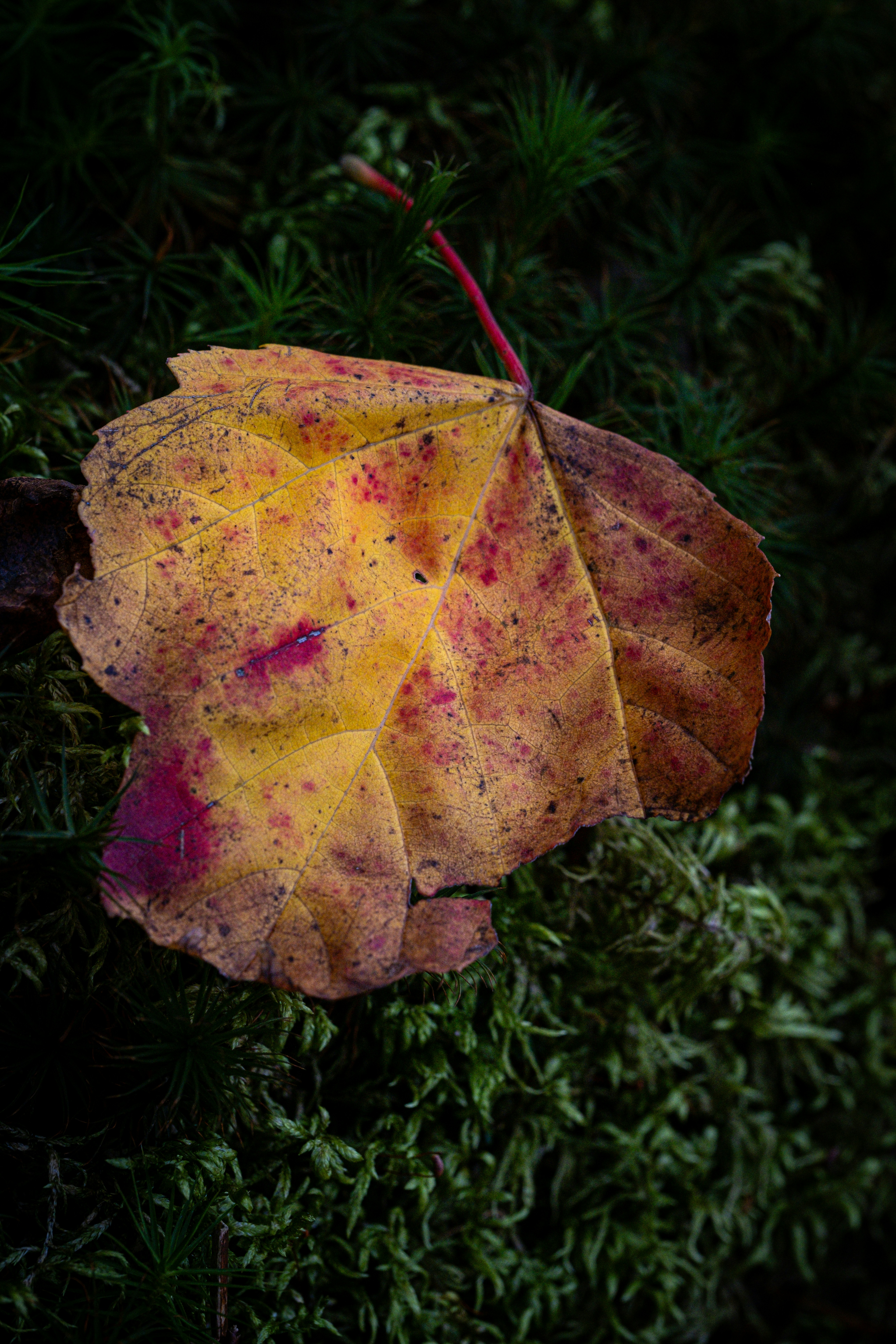 Photo by alexandredaoust