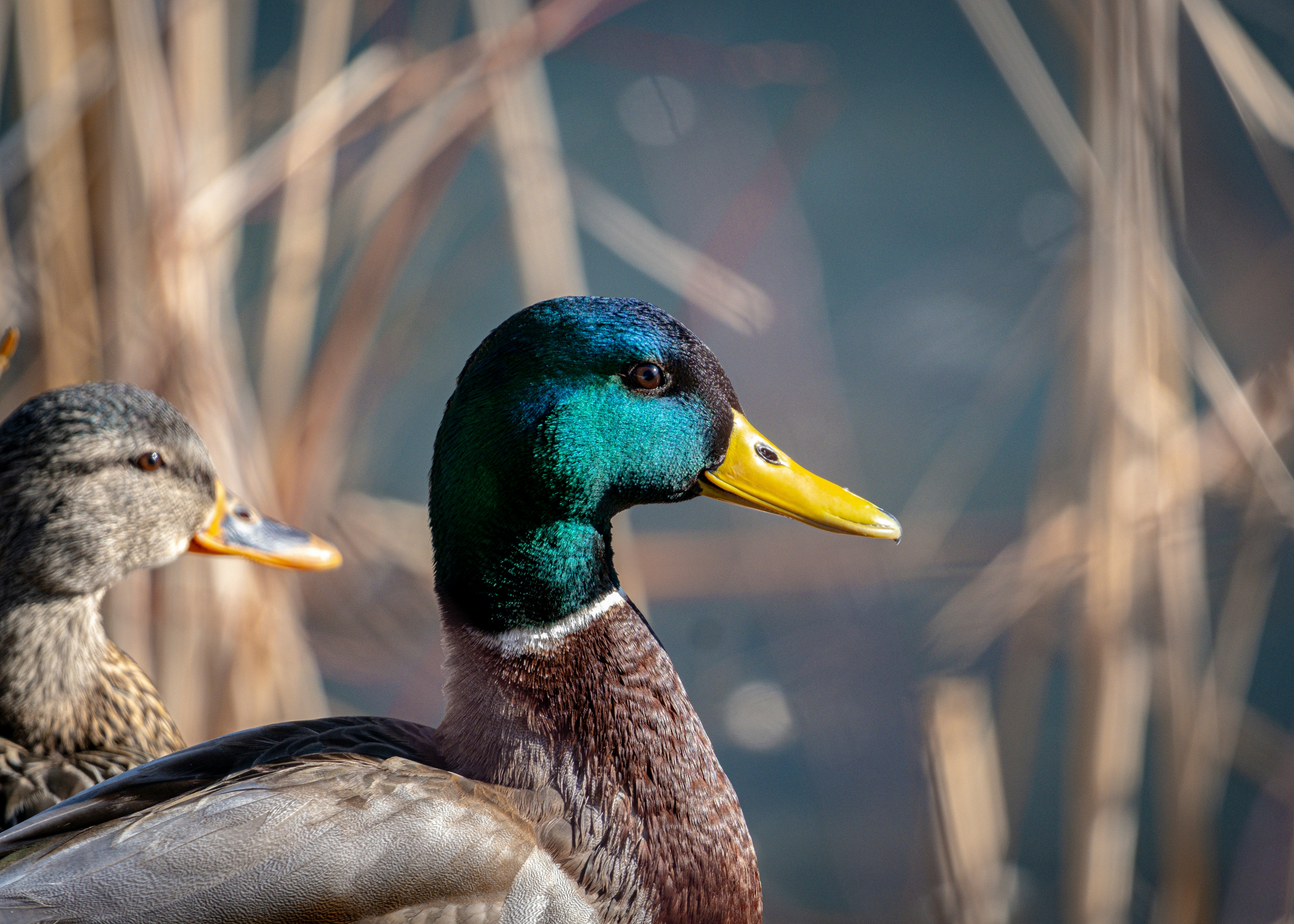 Photo by alexandredaoust