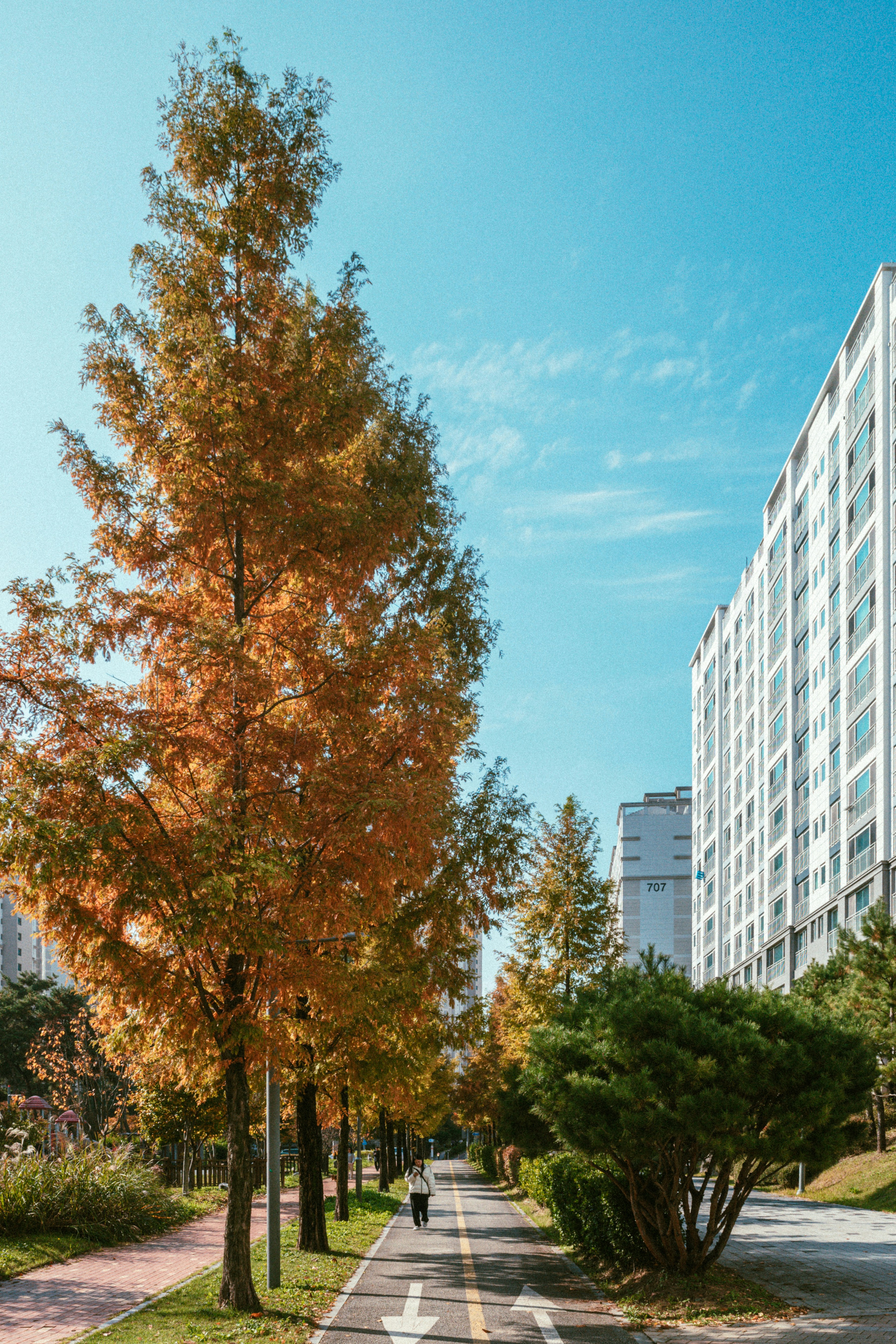 A street lined with trees next to tall buildings photo – Free Building ...
