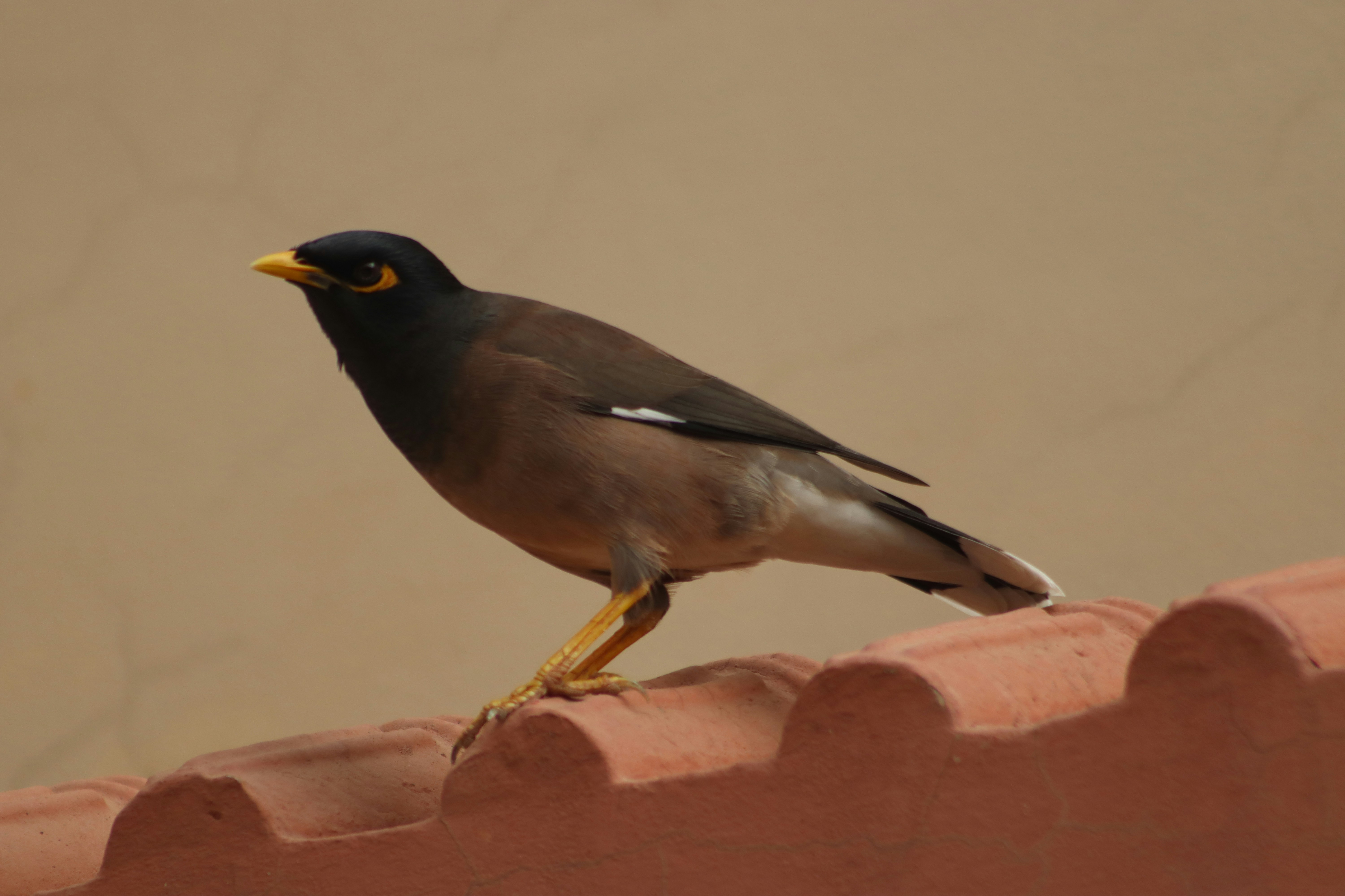 Conclusion (image credits: unsplash)