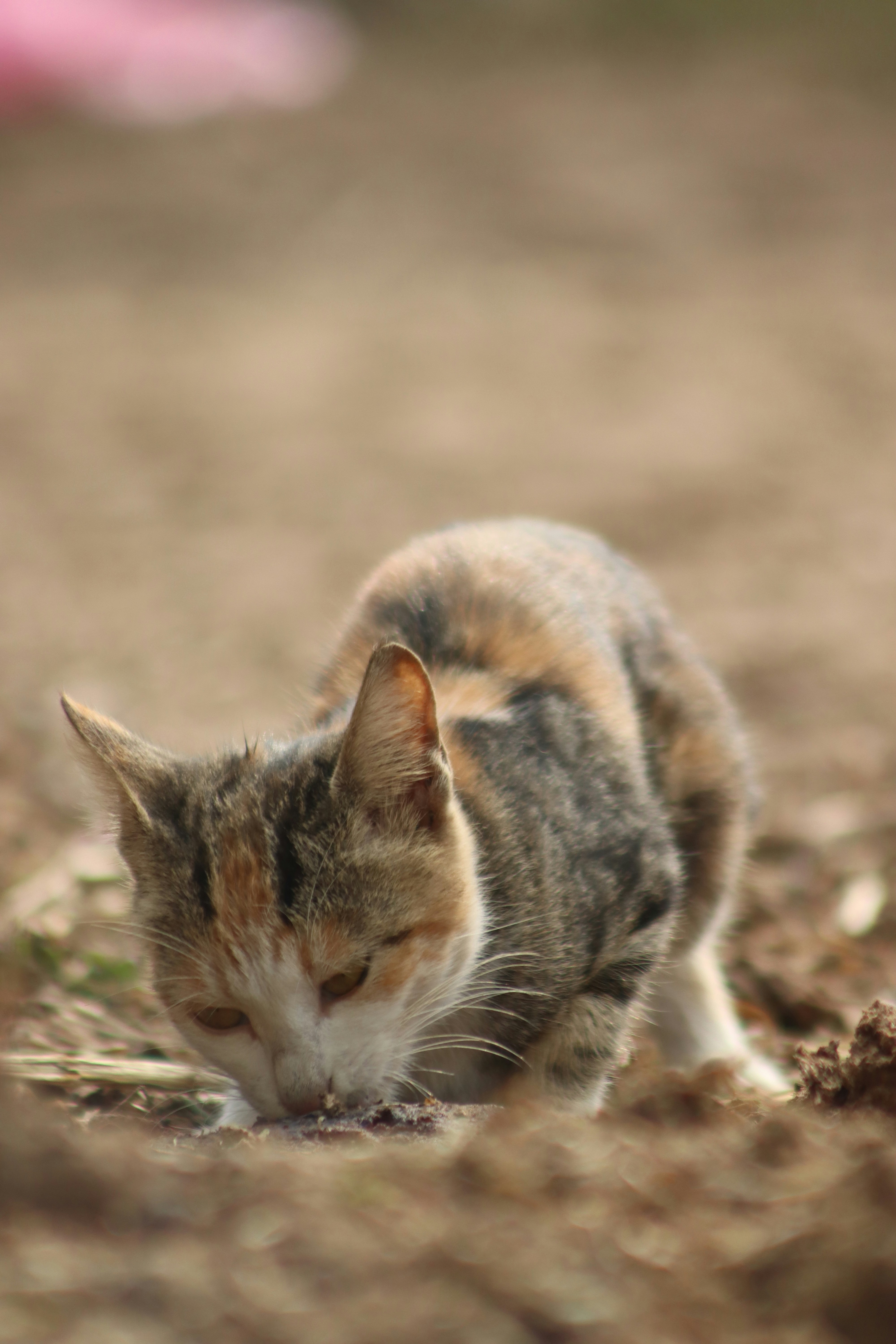 Photo by drphotographer152