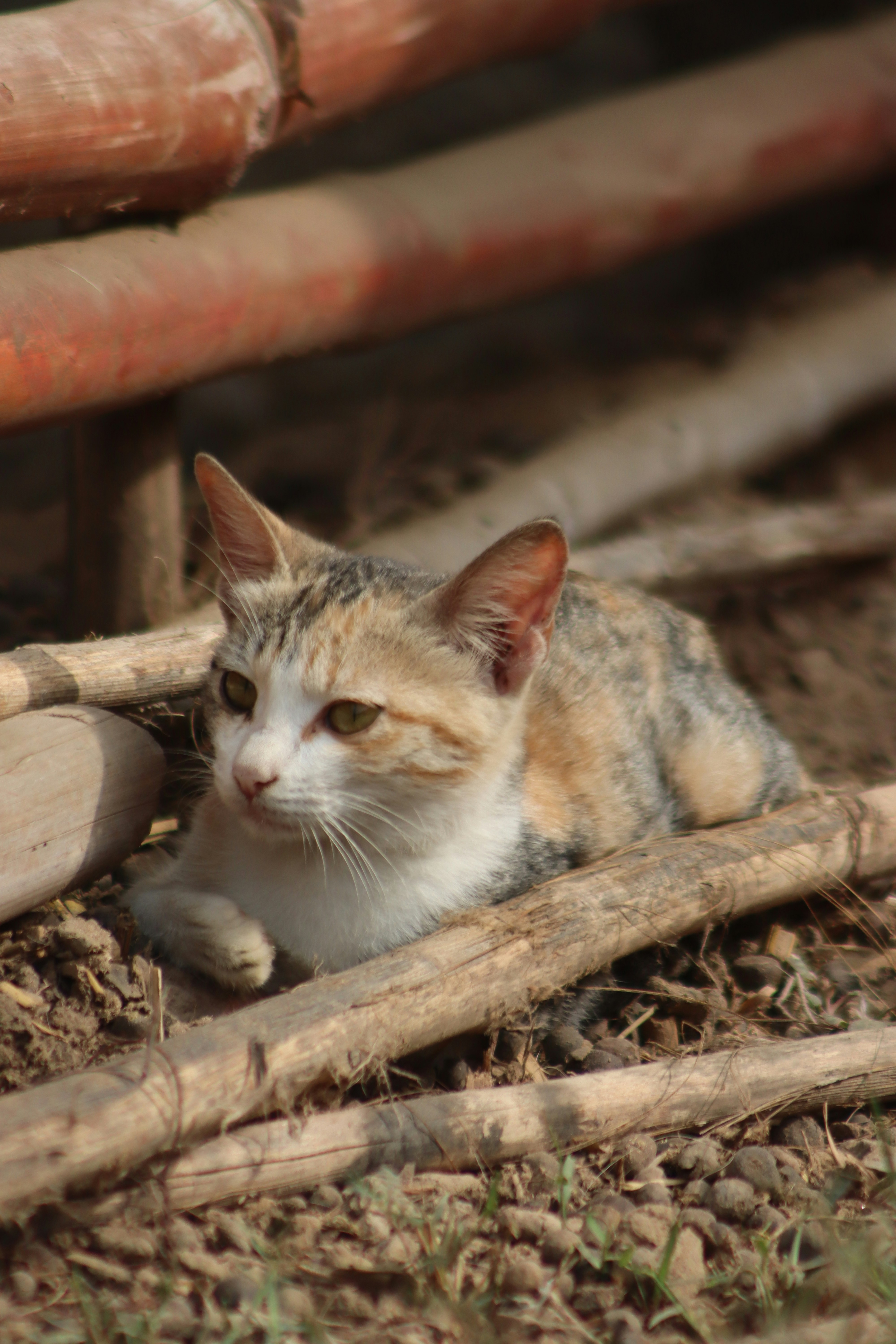 Eyes on Conservation (image credits: unsplash)