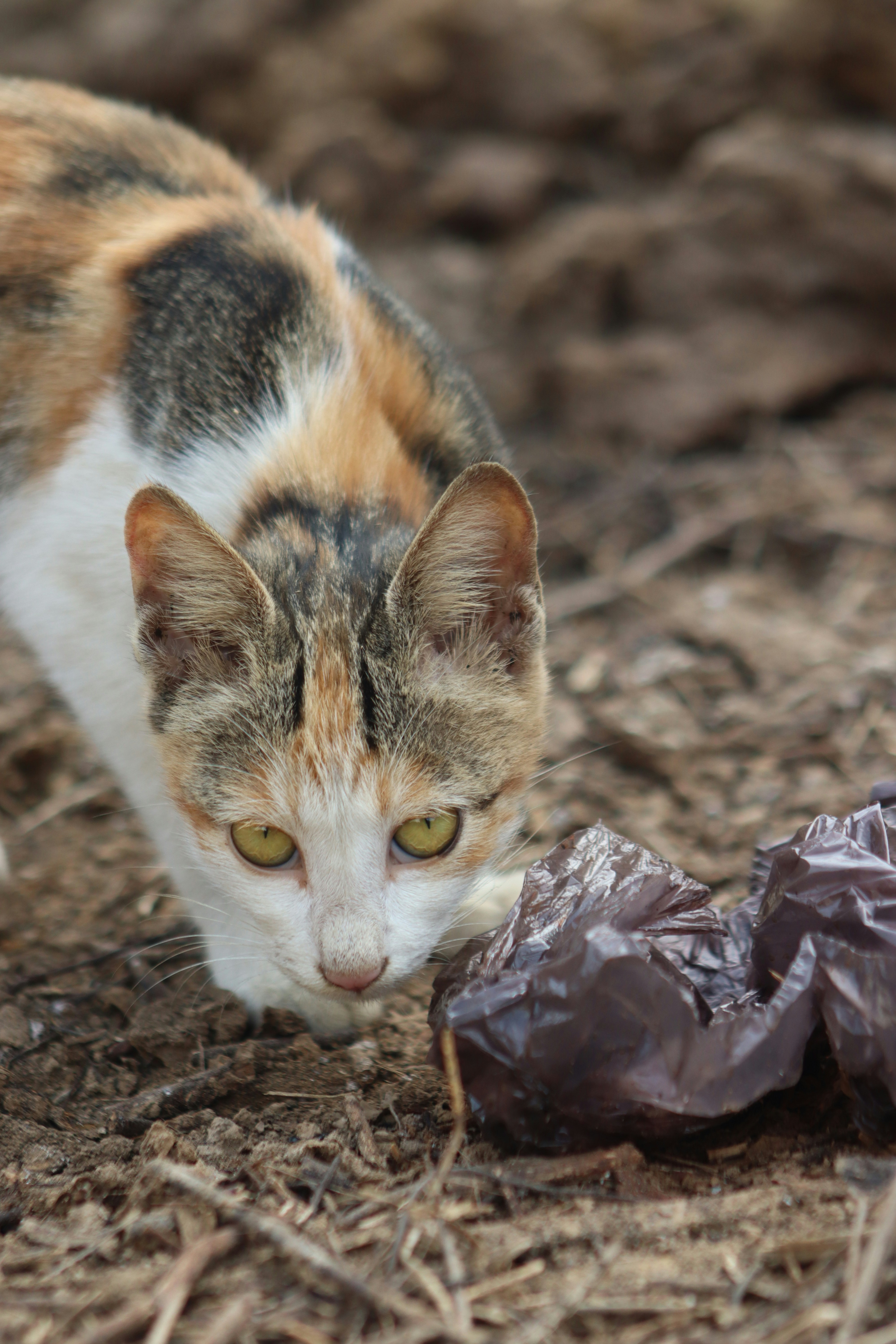 10 Natural Cat Litter Safety Checks Every Owner Should Know