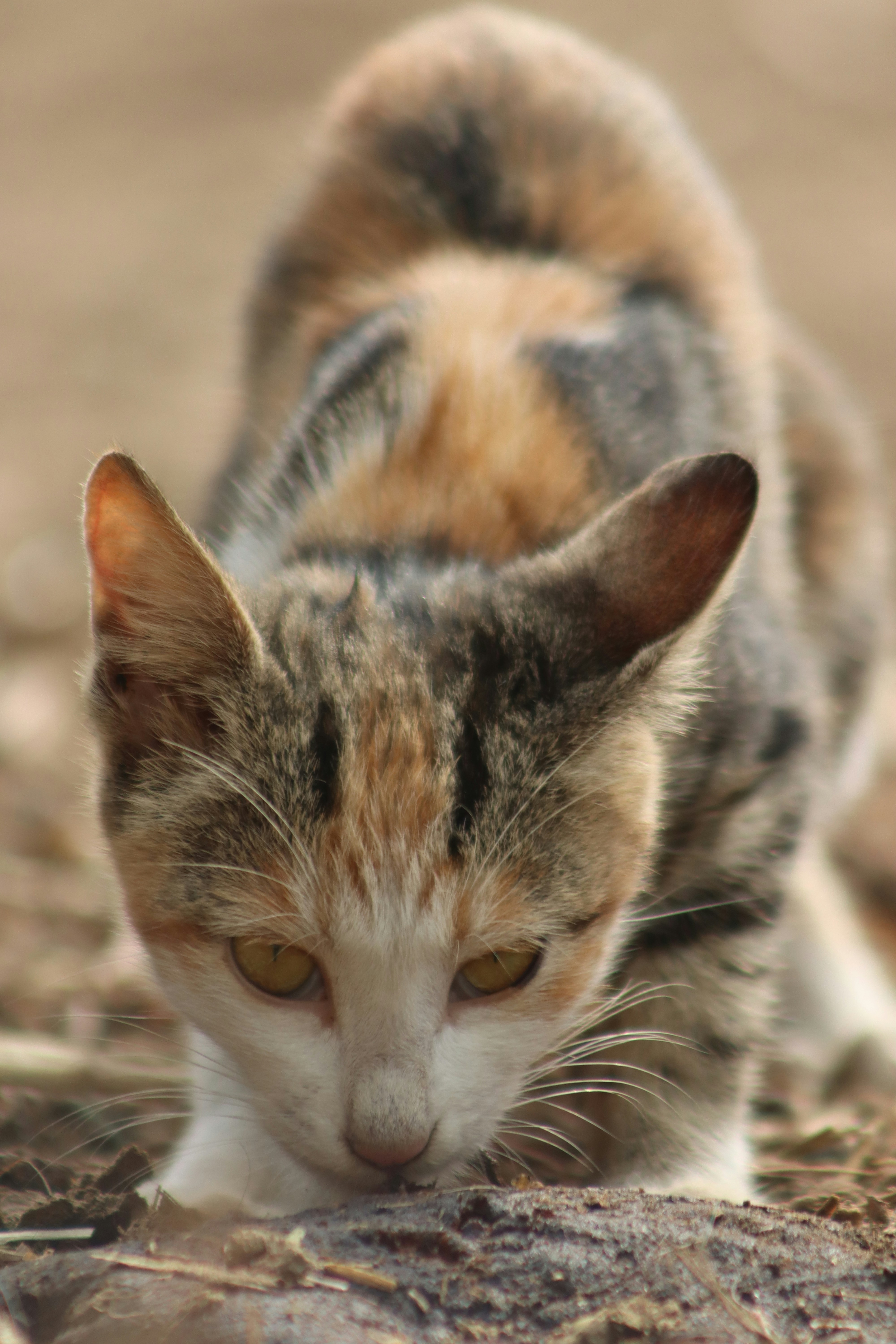 Photo by drphotographer152