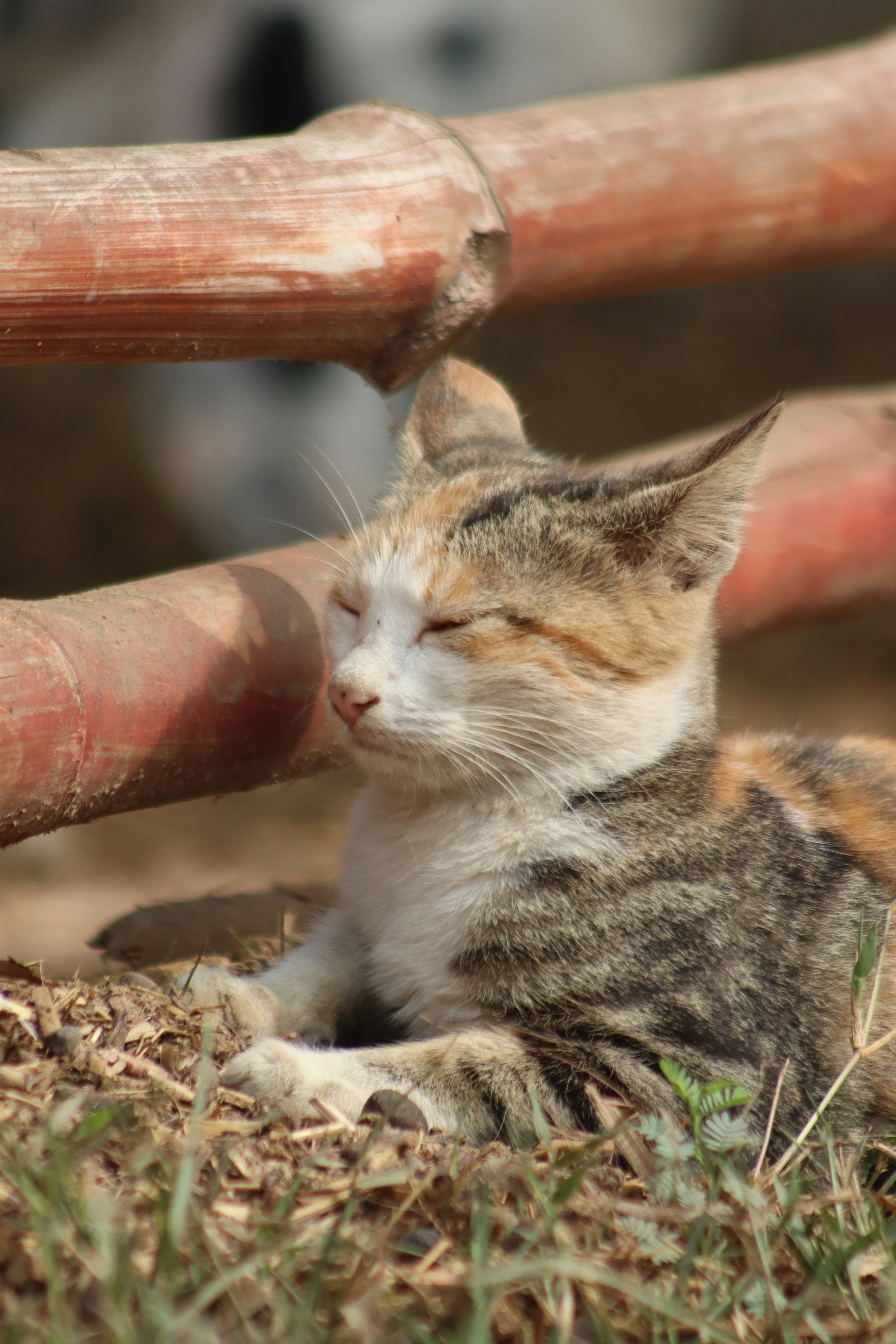 Photo by drphotographer152