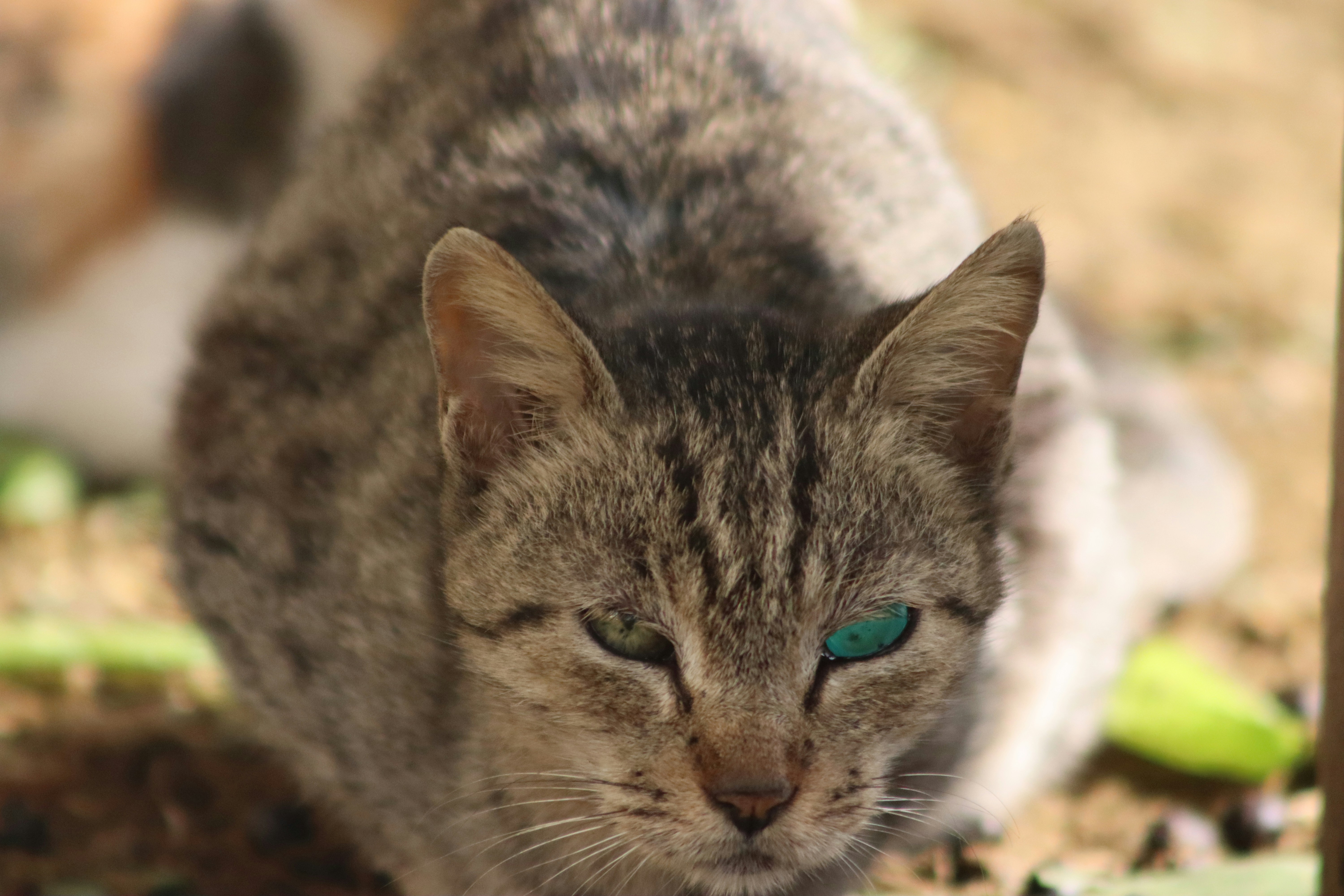 Success Stories and Signs of Hope (image credits: unsplash)