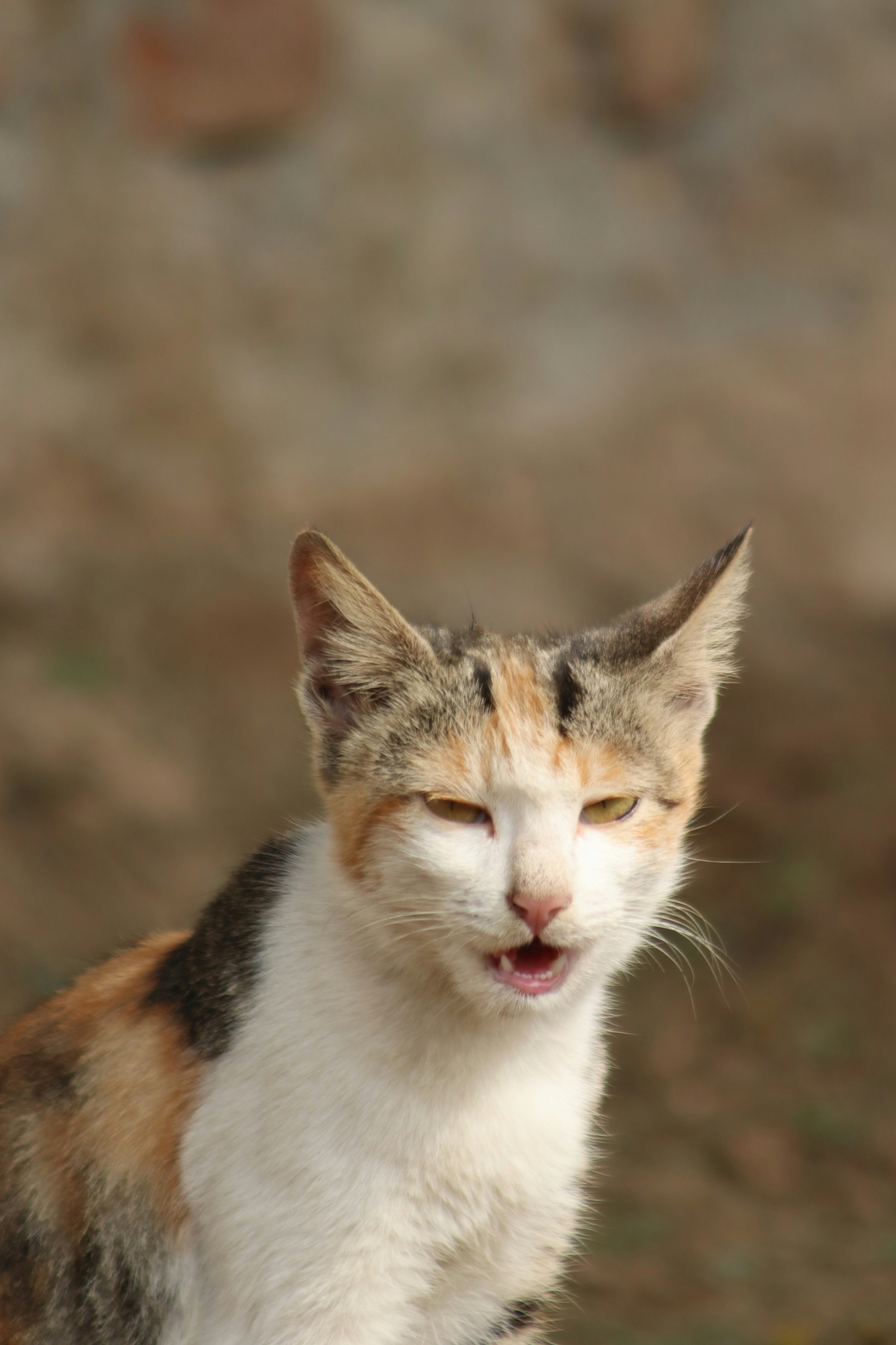 The Chatty Companion (image credits: unsplash)