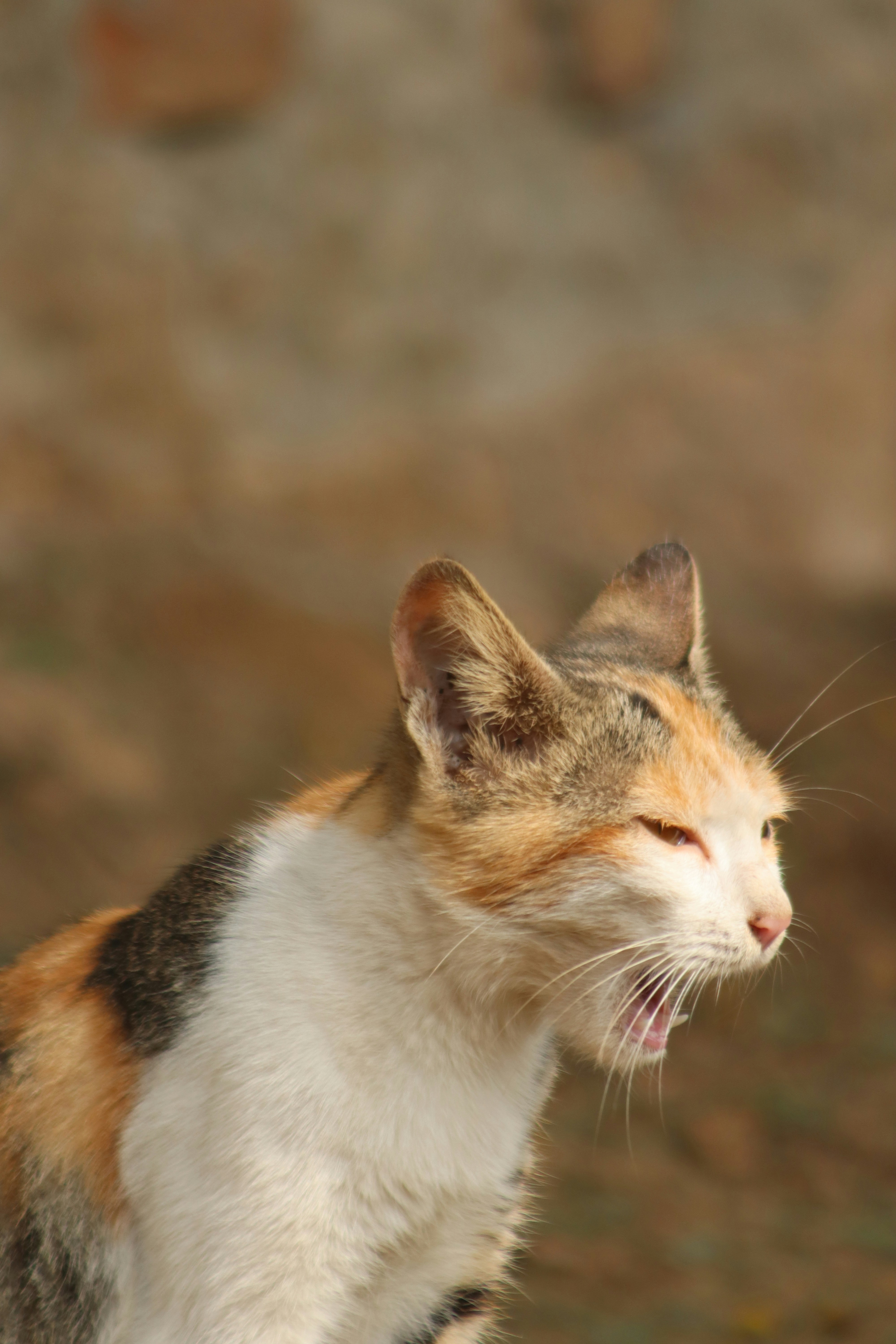 Canadian Arctic Reveals Saber-Toothed Cats Migrated Seasonally (image credits: unsplash)