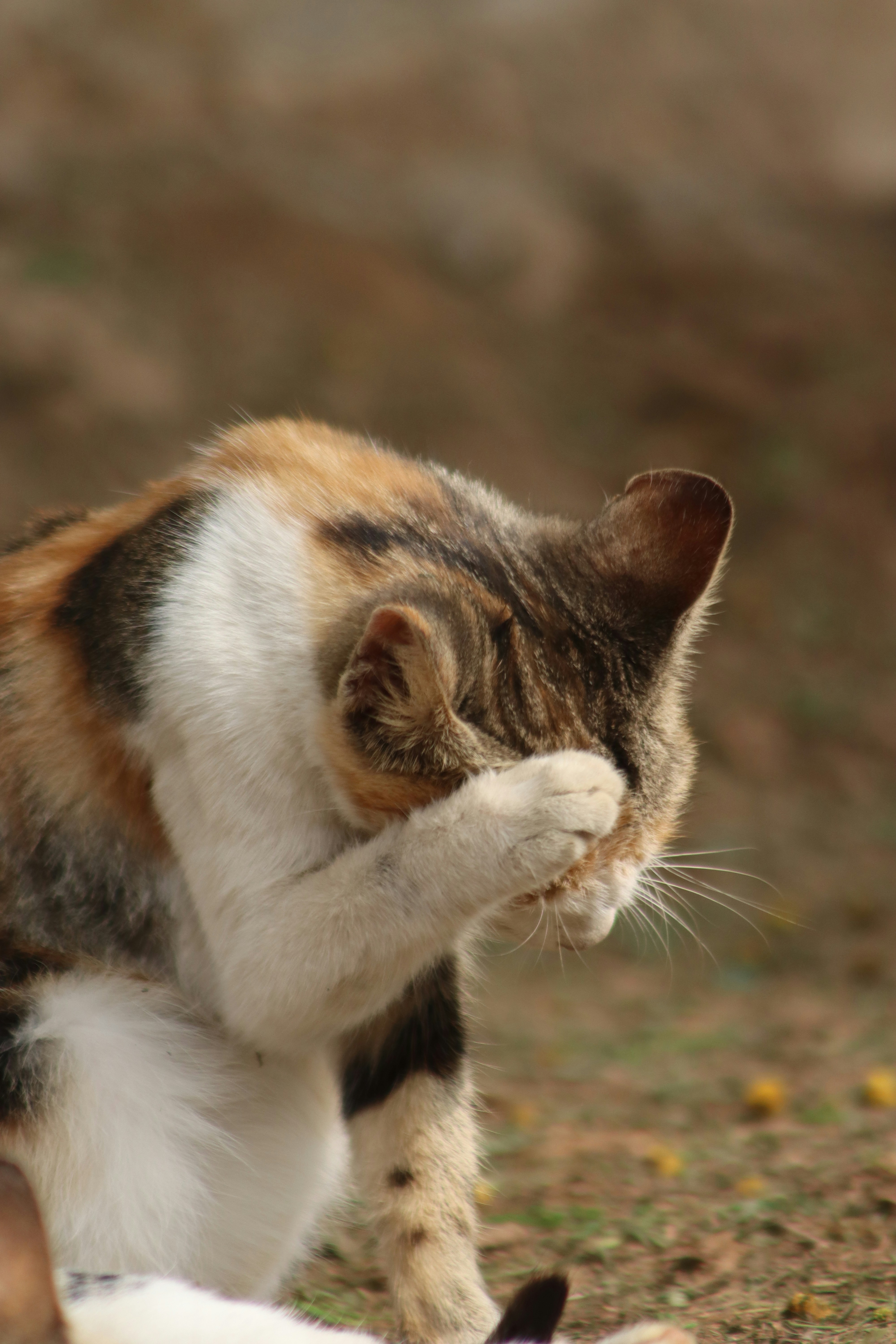Black stuff in cat ears