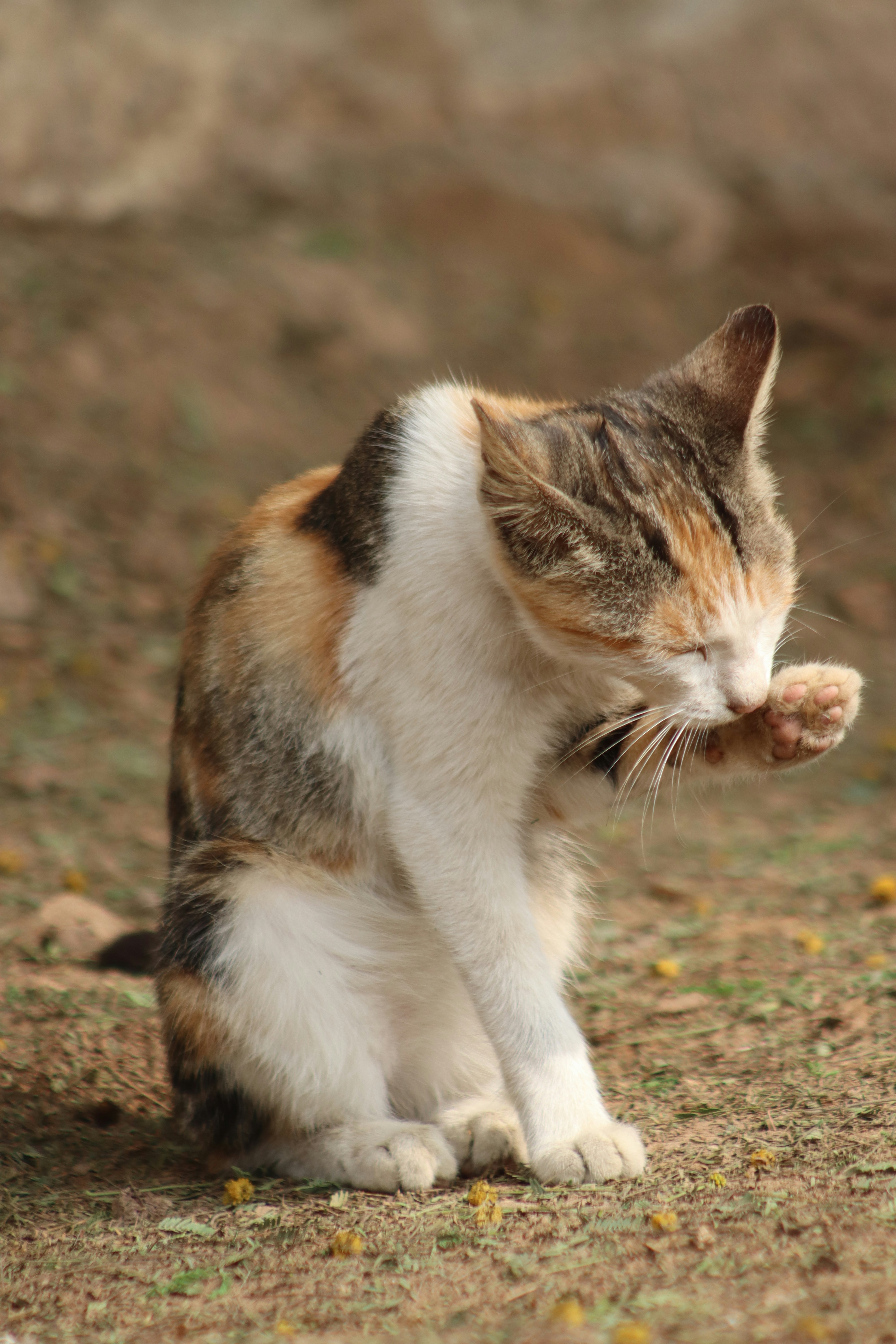 Cat showing various body language signals