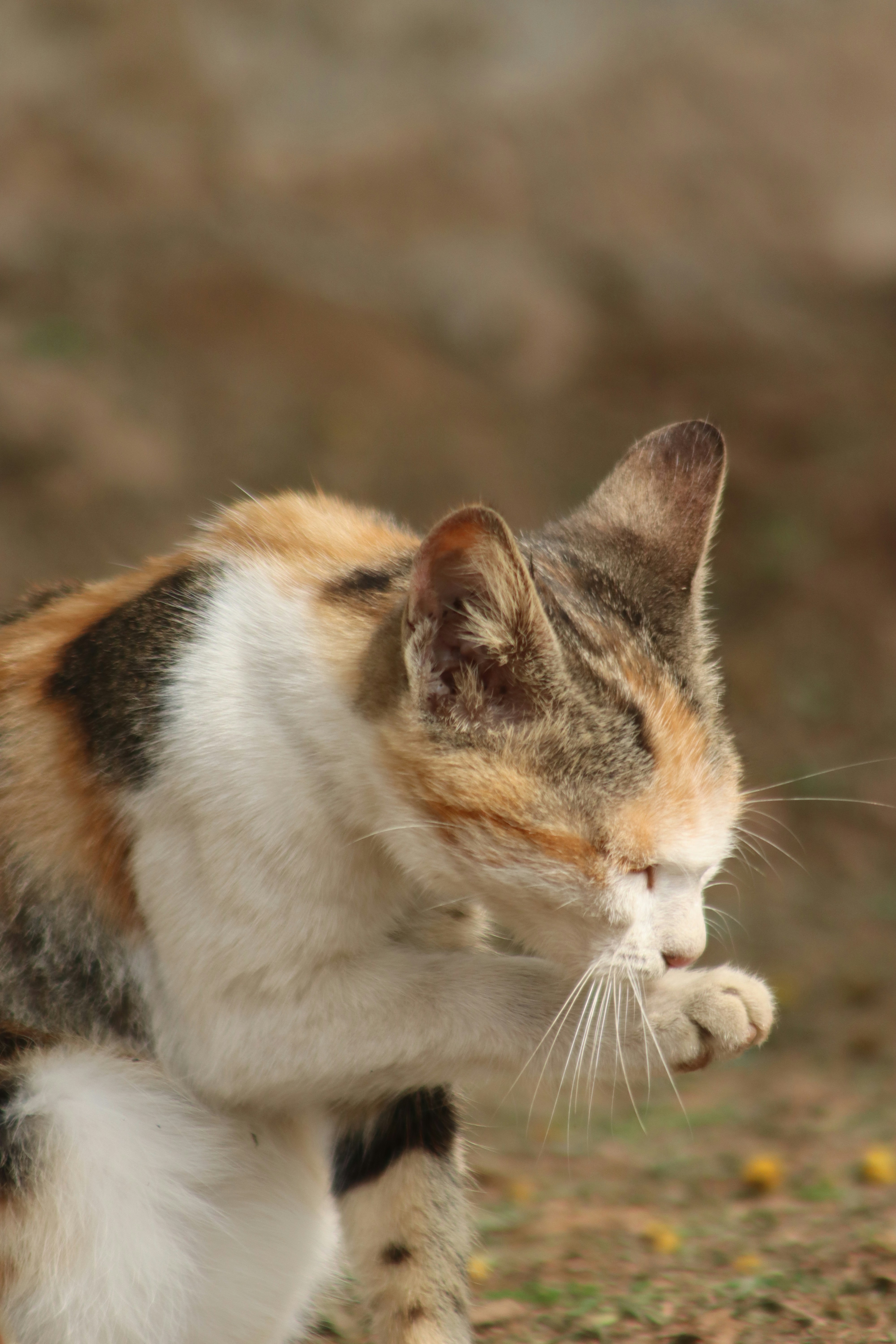 The Sokoke: Africa's Forest Ghost Cat (image credits: unsplash)