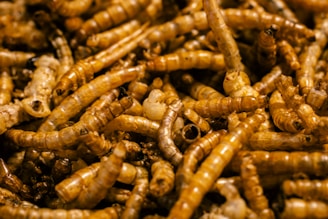 A pile of brown bugs sitting on top of a pile of dirt