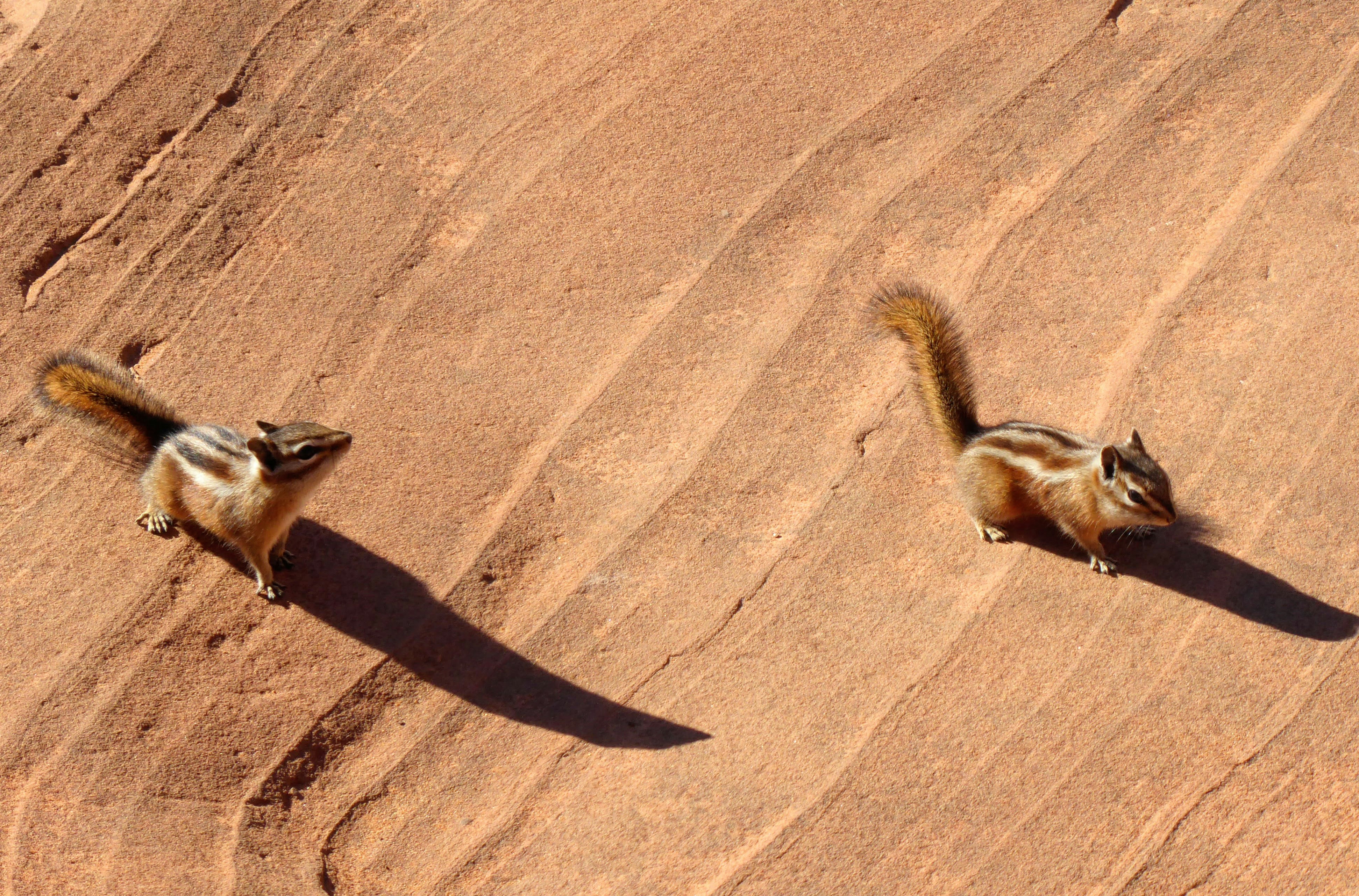 Un par de pájaros parados en la cima de una colina arenosa