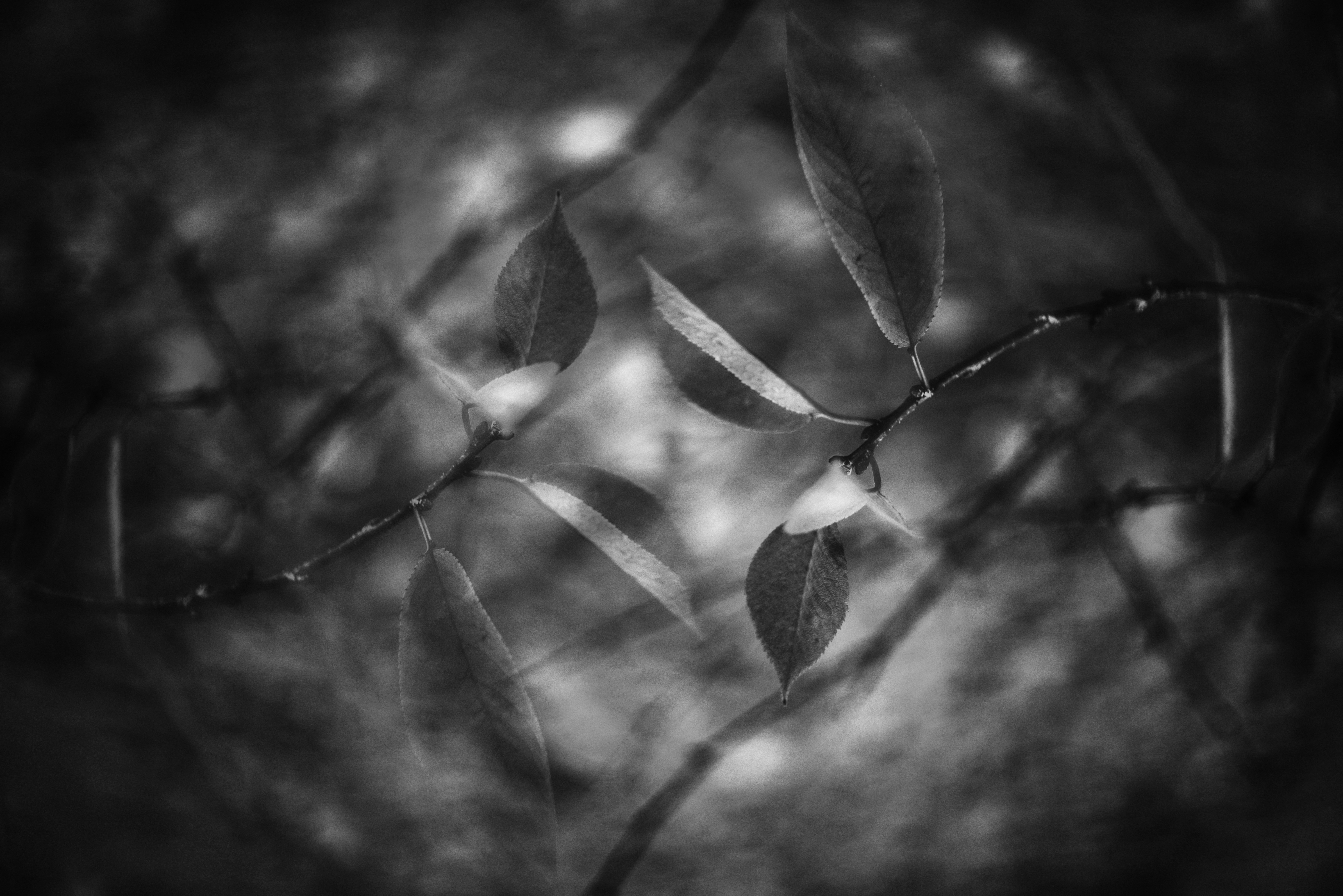 Photo by cherstve_pechivo