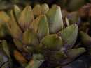 A close up of a bunch of green flowers