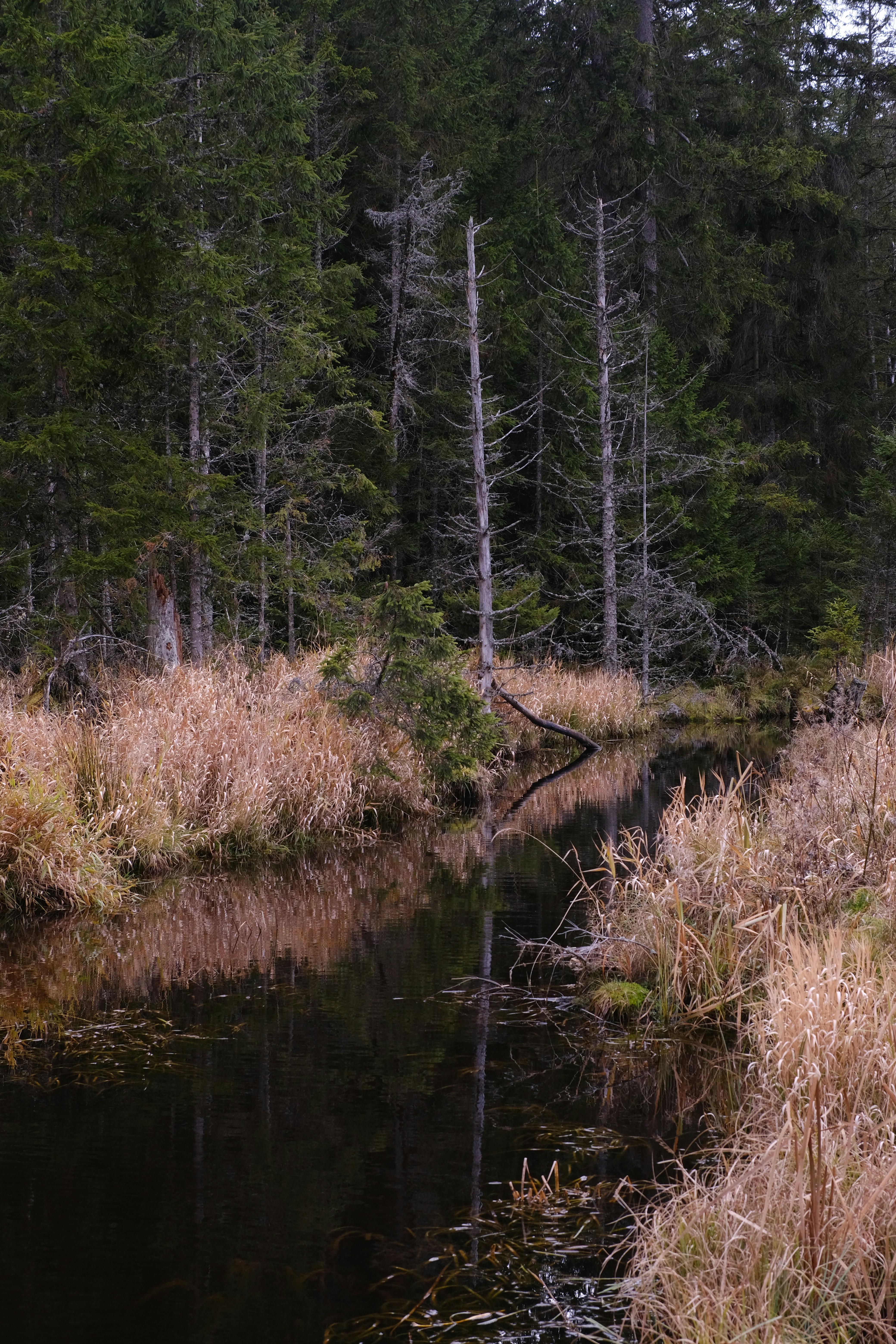 A small stream running through a forest filled with tall grass