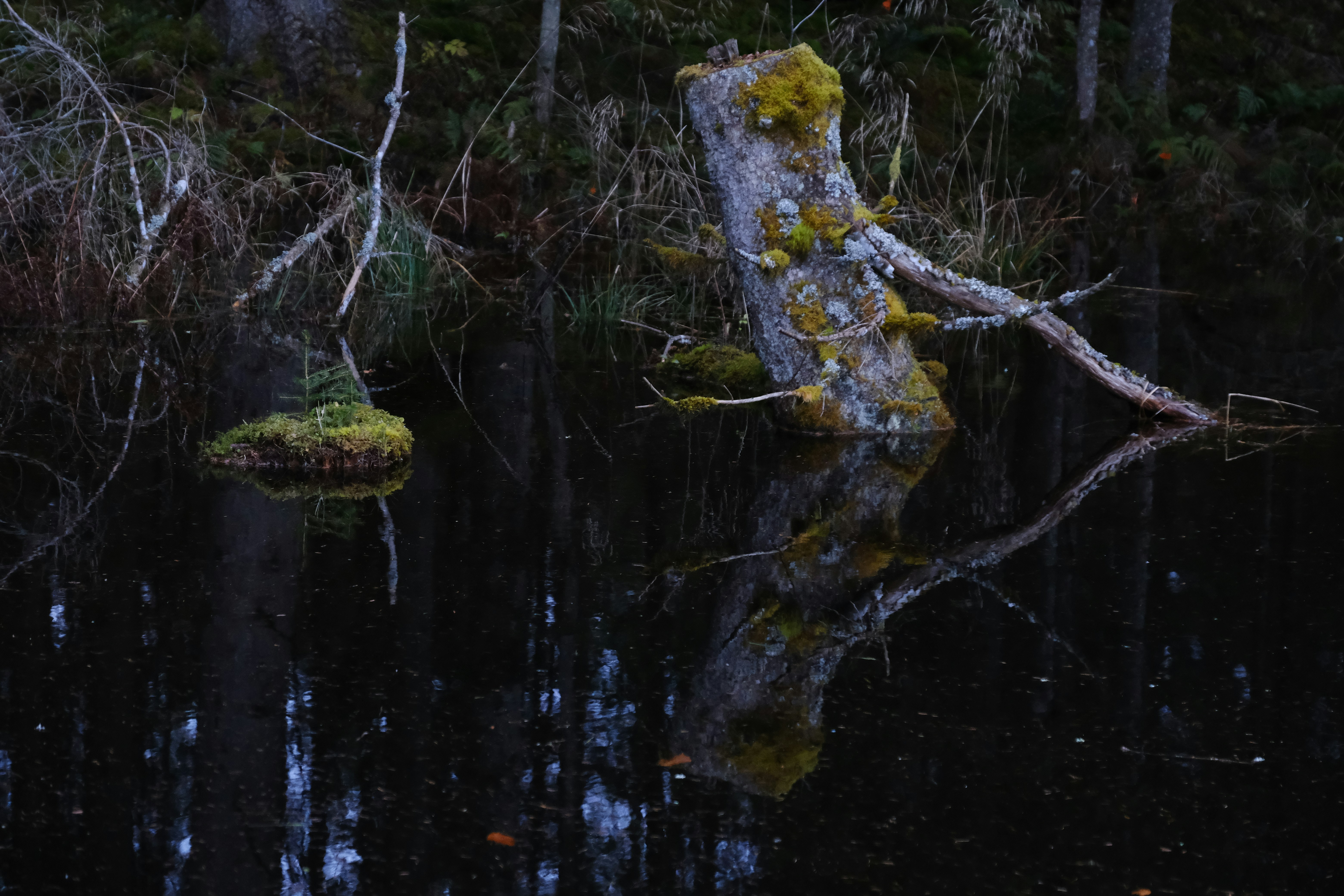 A pond with a fallen tree in the middle of it
