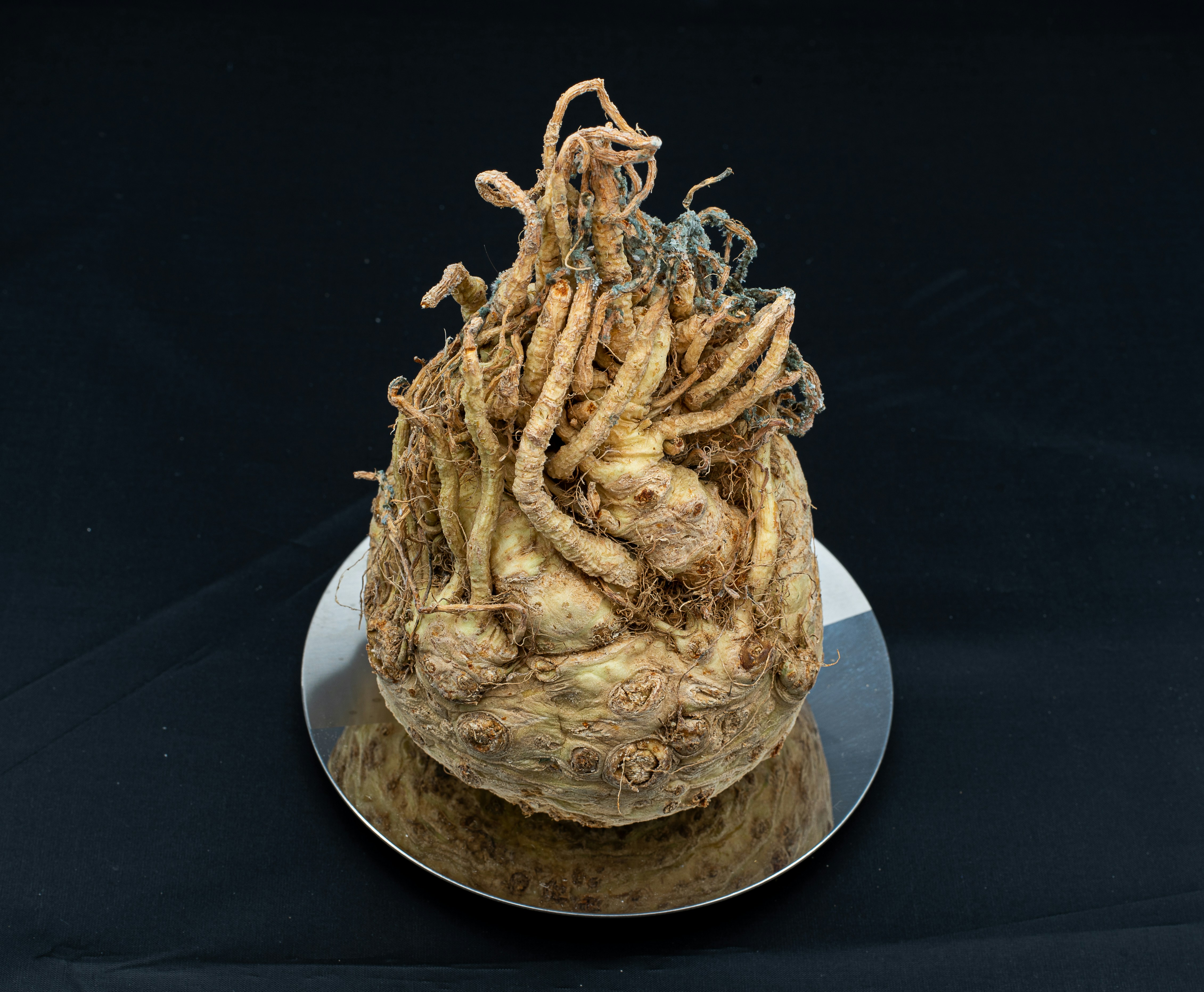 A close up of a cake on a plate