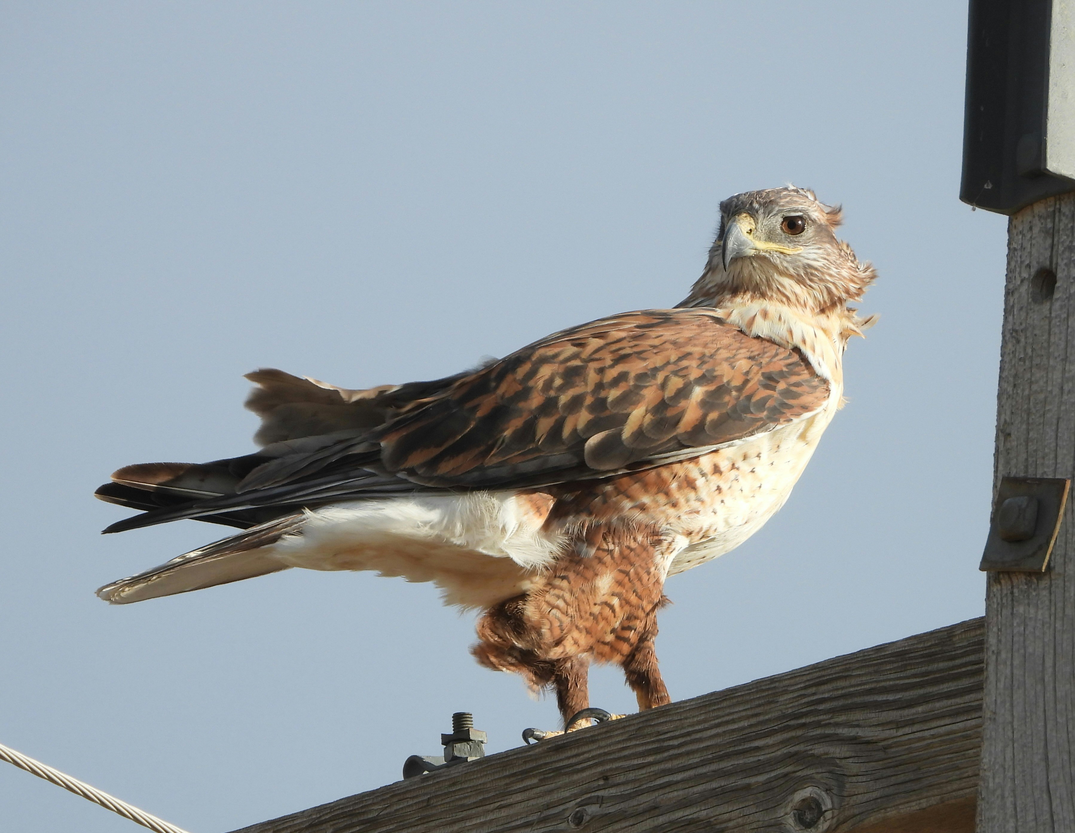 A bird perched on top of a wooden pole