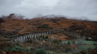 A train traveling through a lush green countryside
