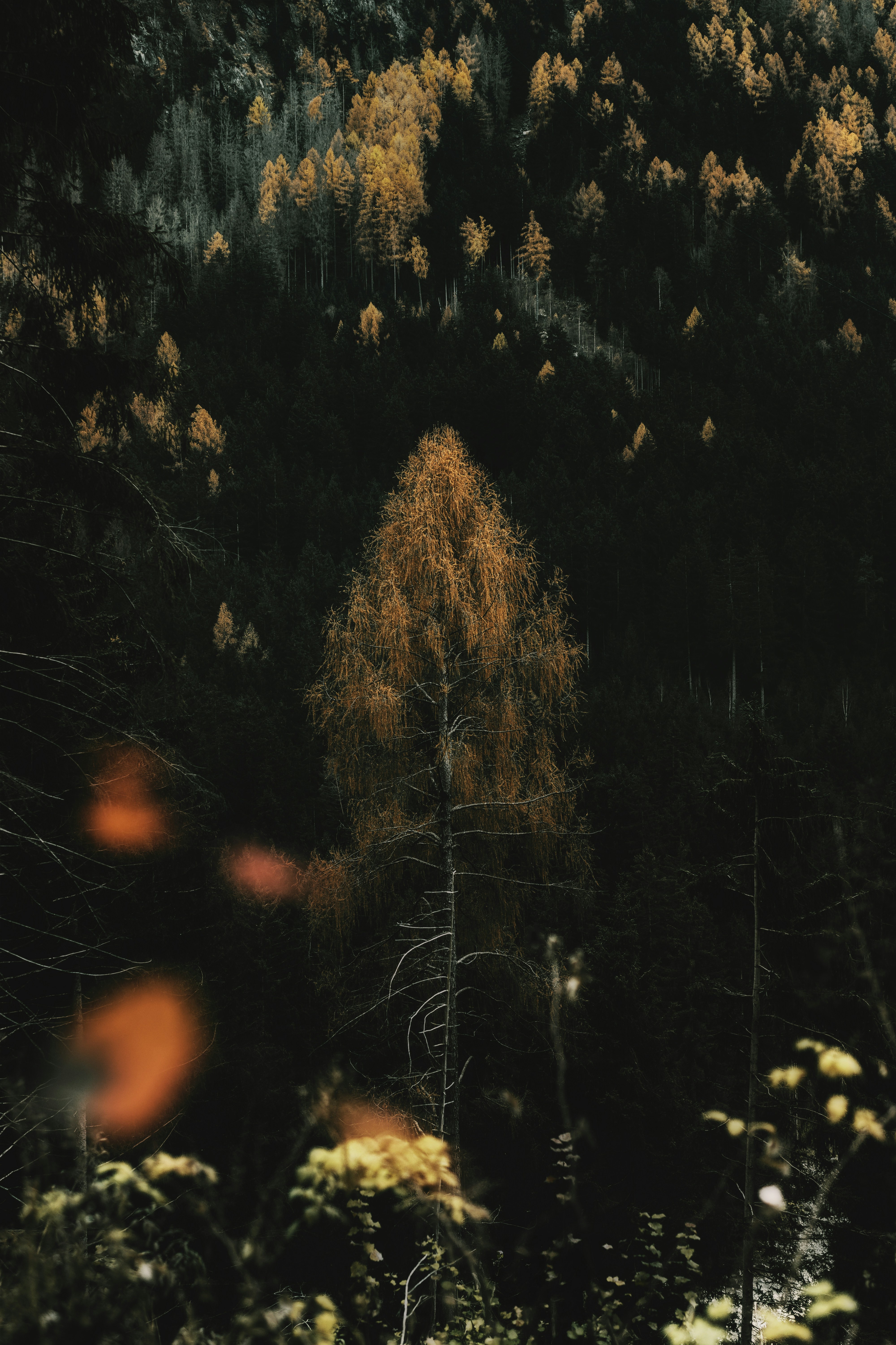 A forest filled with lots of tall trees