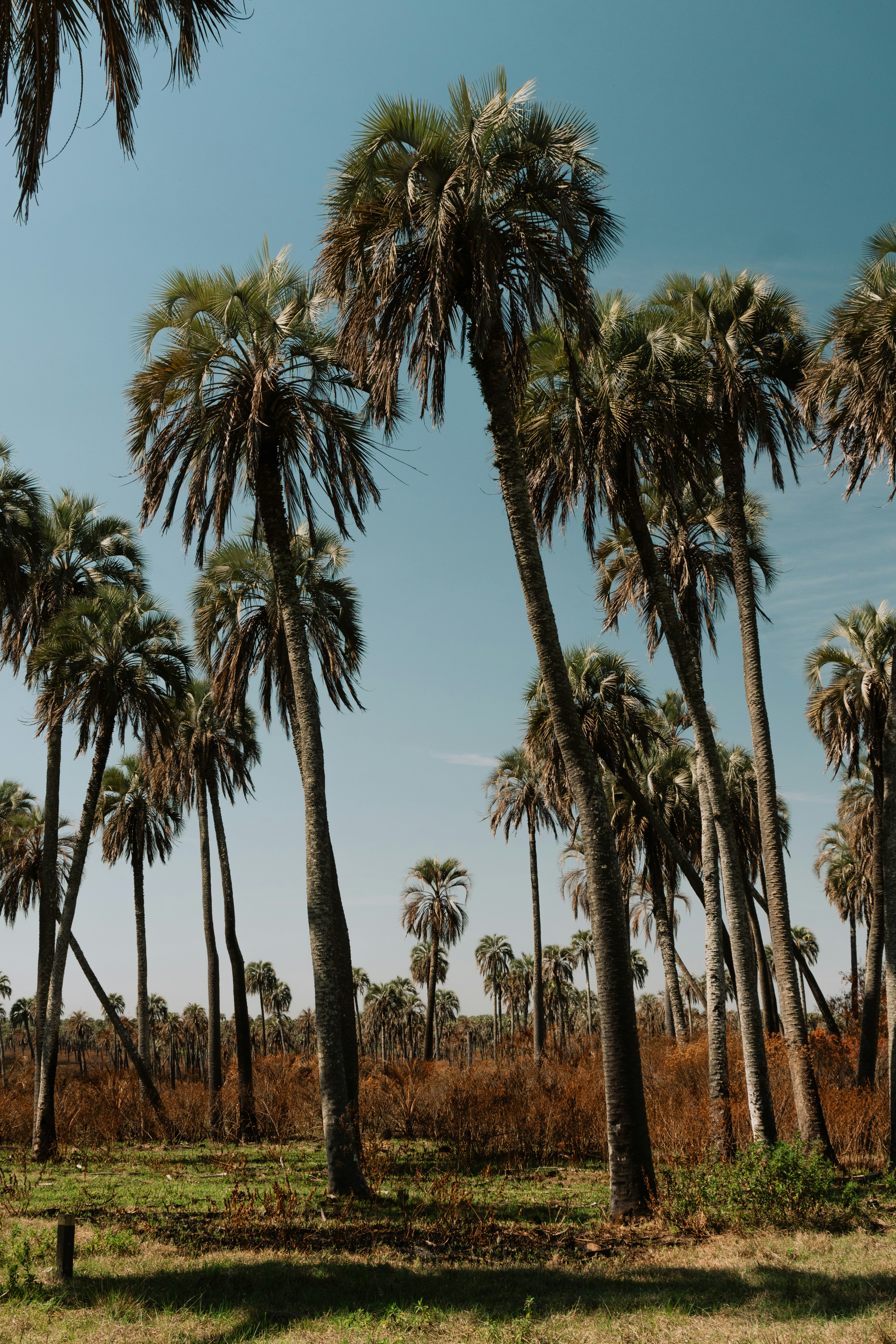 Photo by andreicastanha