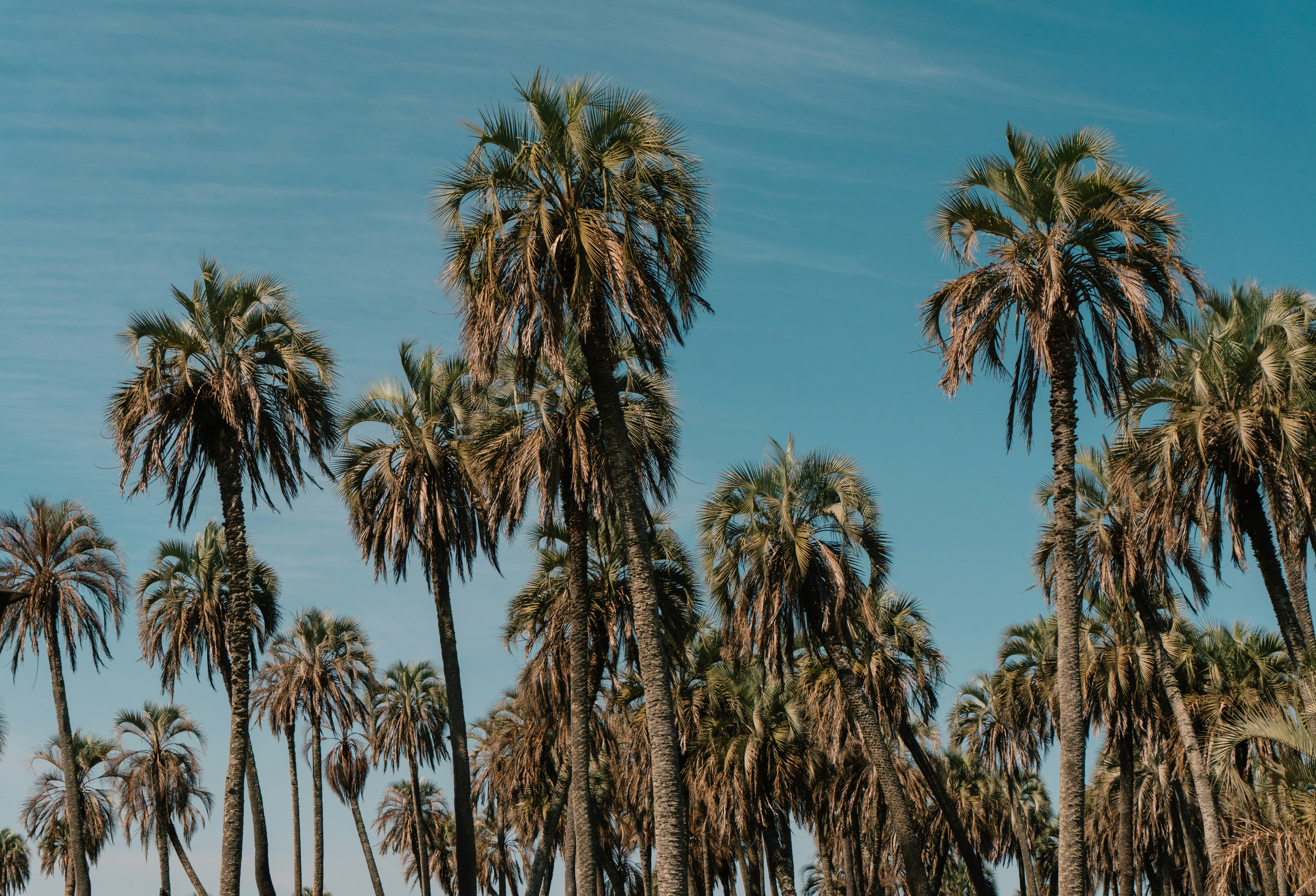 Photo by andreicastanha