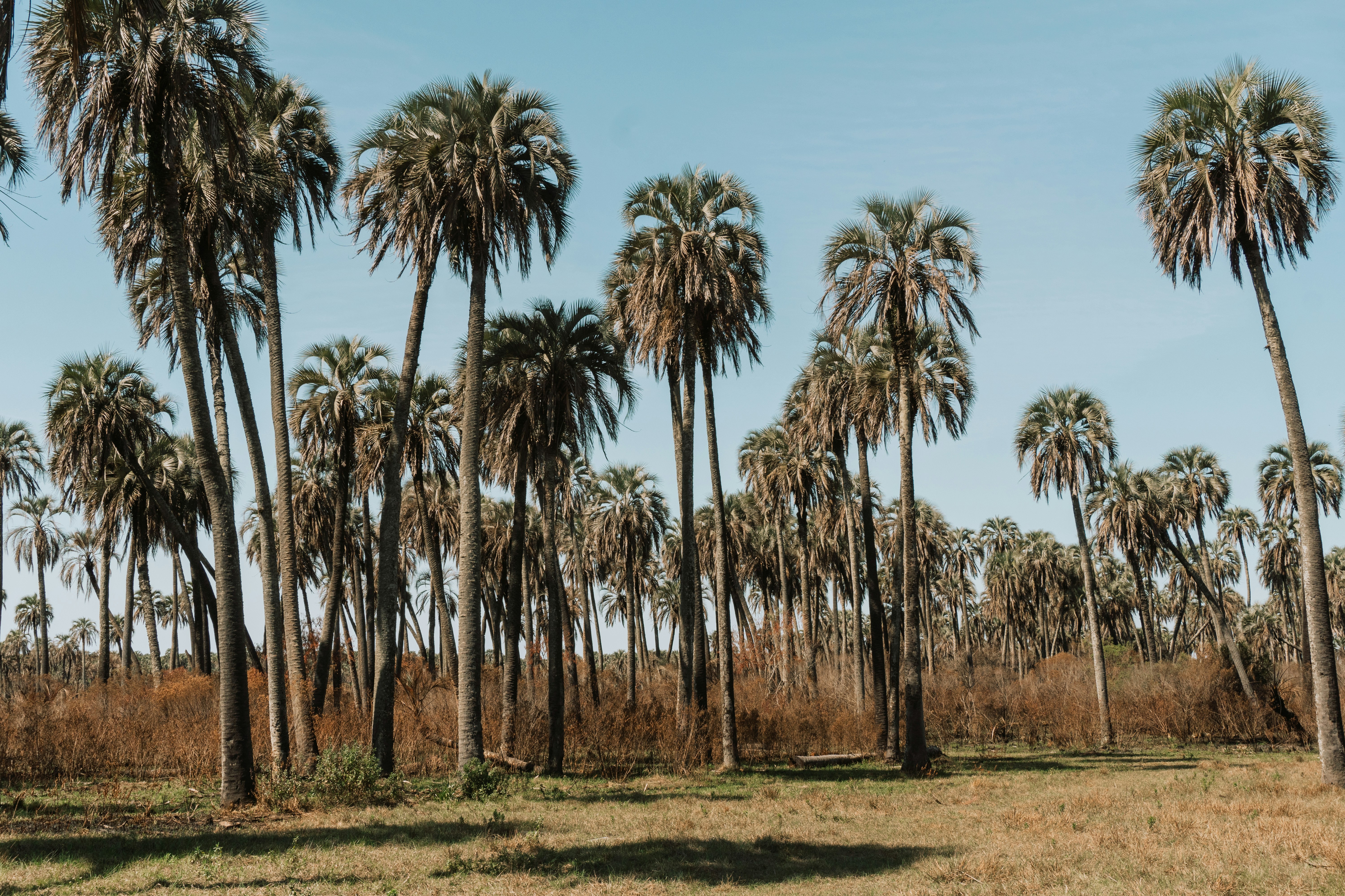 Photo by andreicastanha