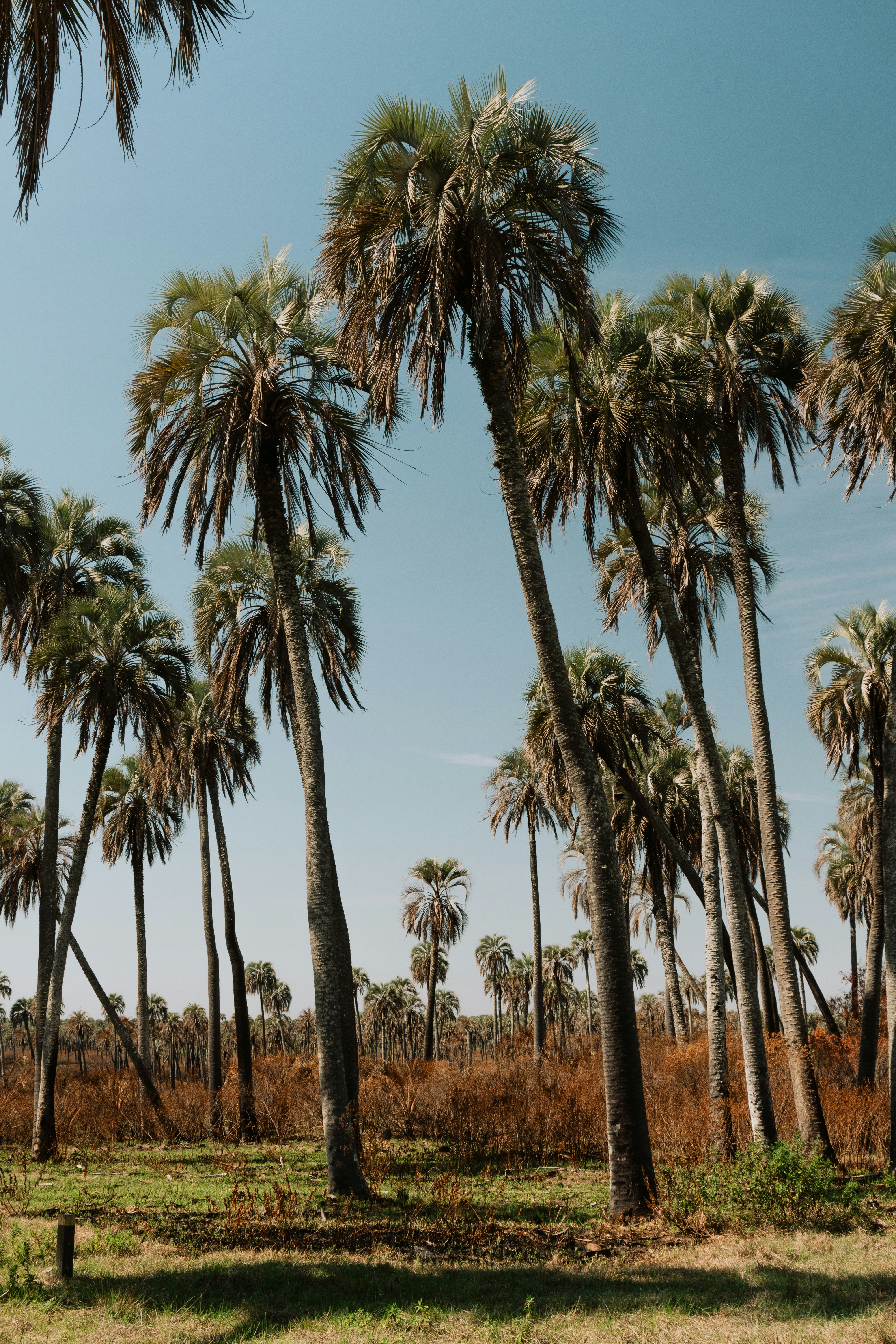 Photo by andreicastanha