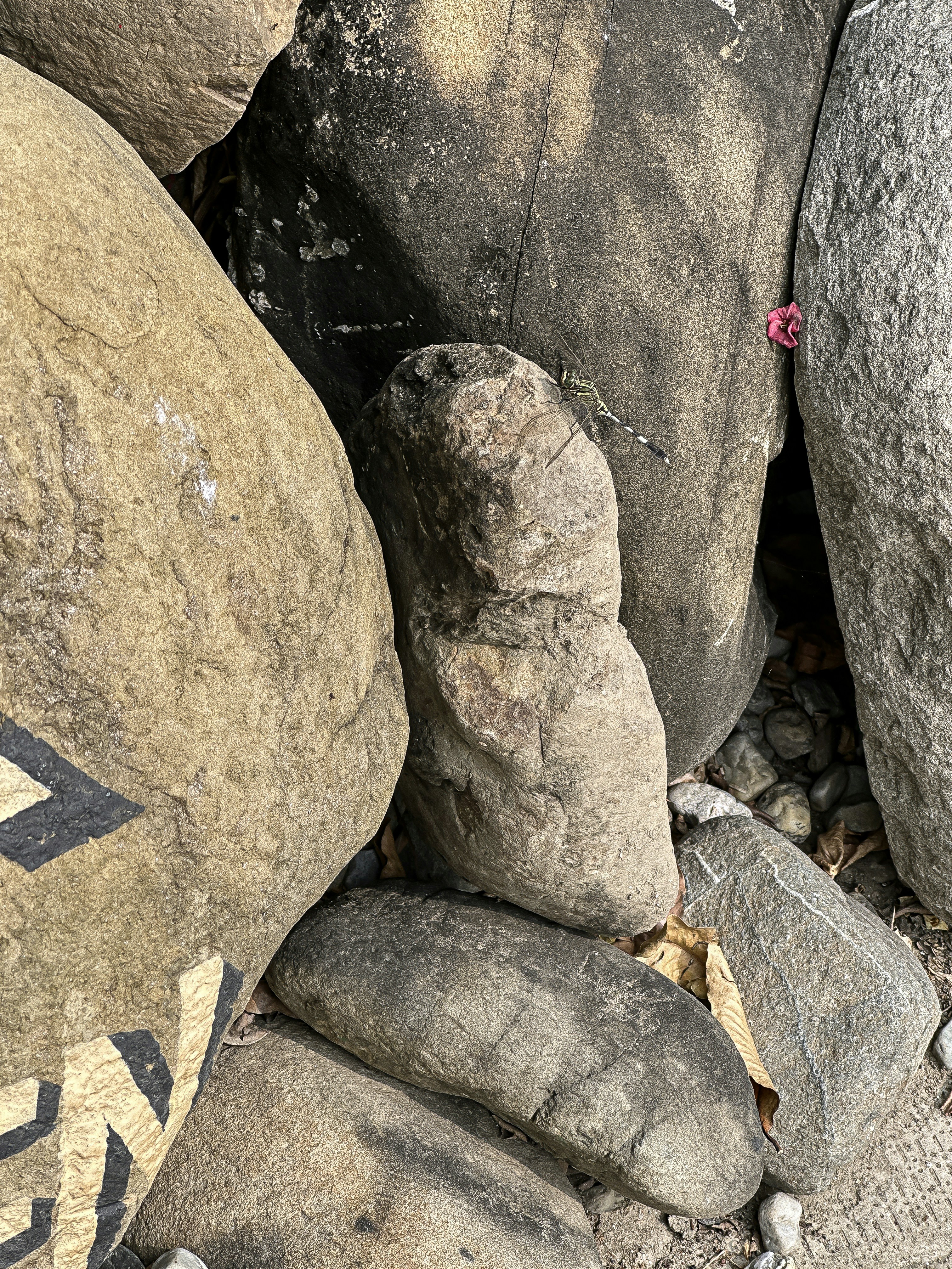 A close up of a rock with a bird on it