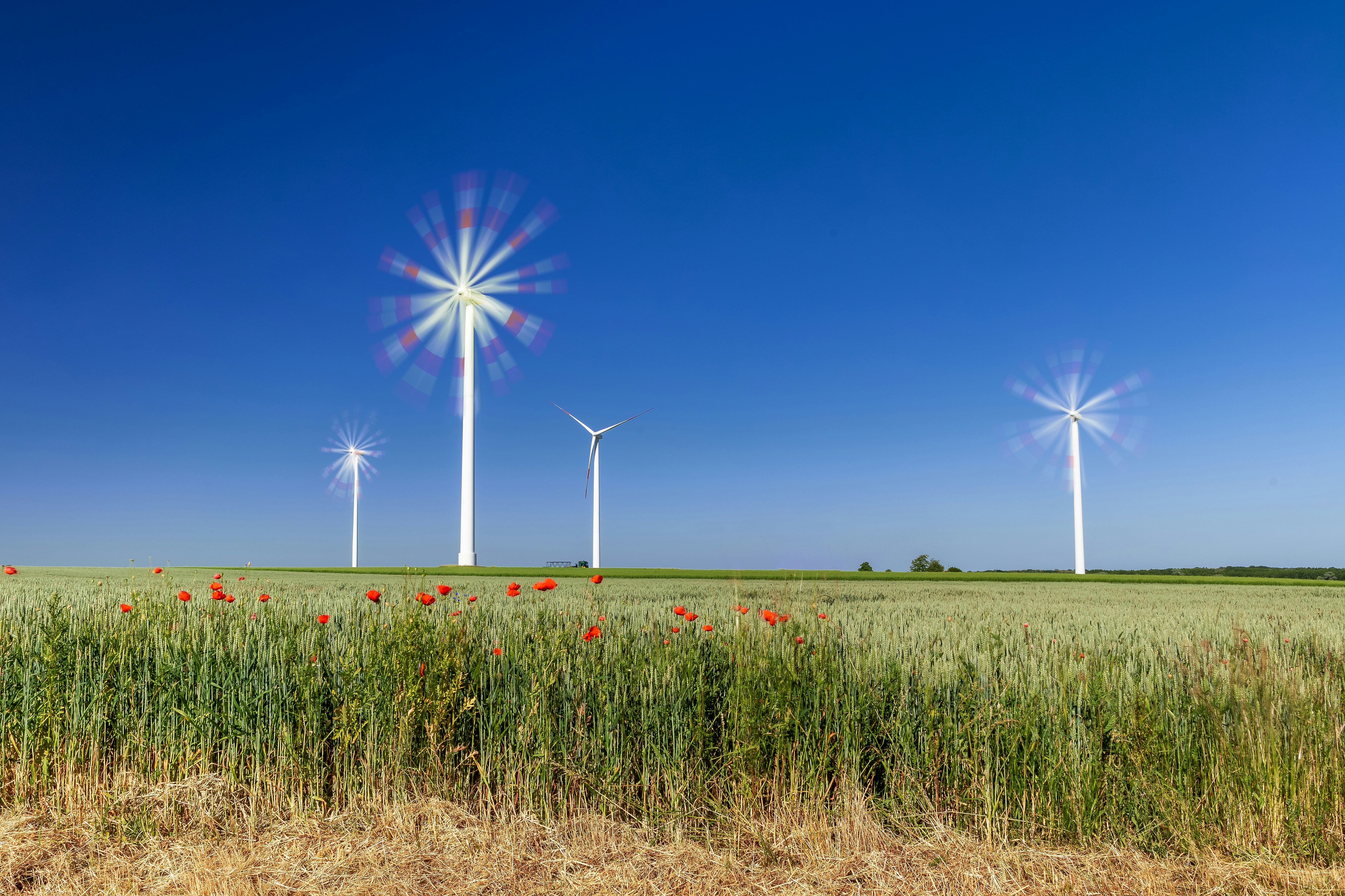 A row of windmills in a field of tall grass