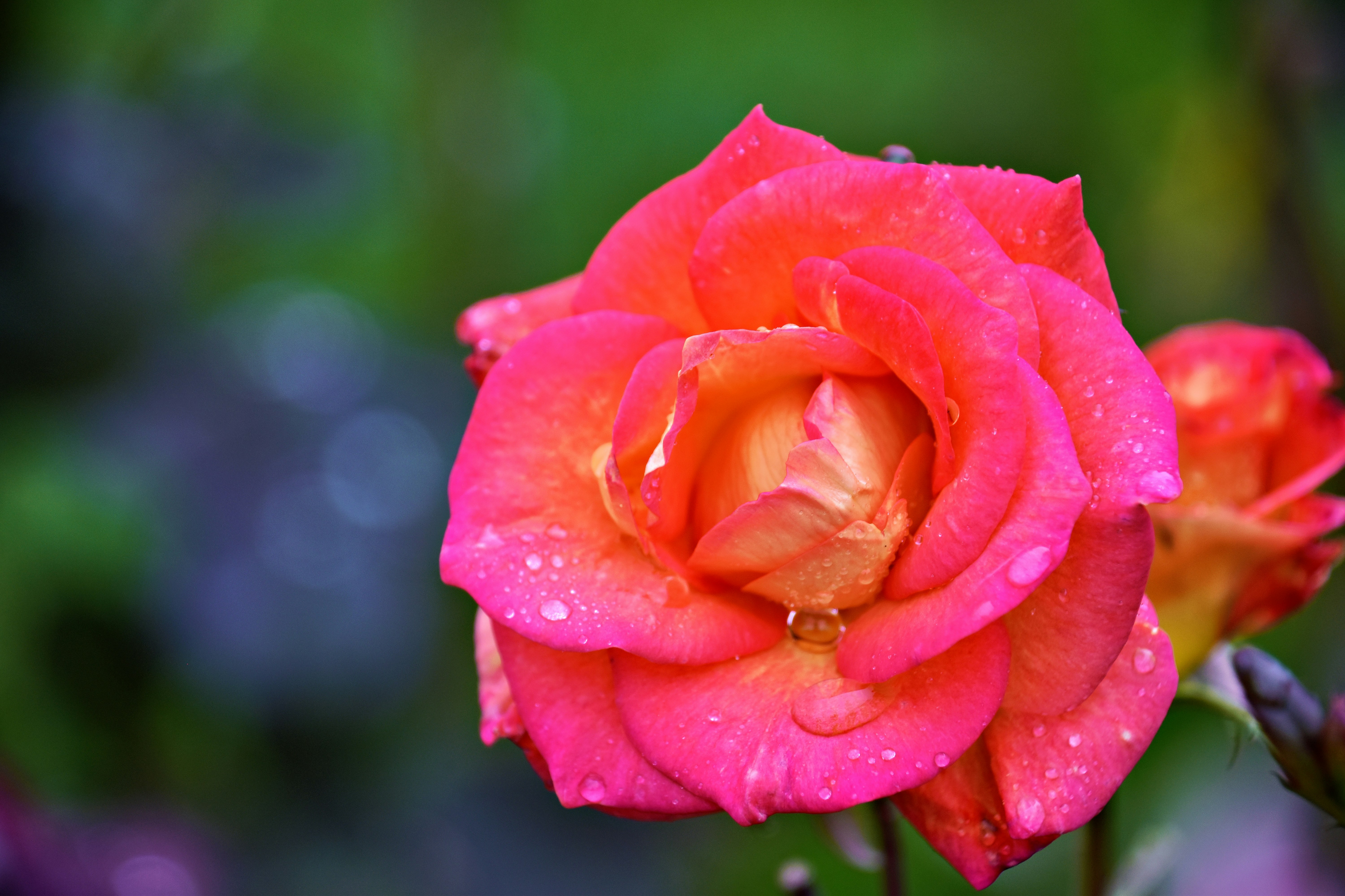 A pink rose with water droplets on it photo – Free Flower Image on Unsplash, image size:3000x2000