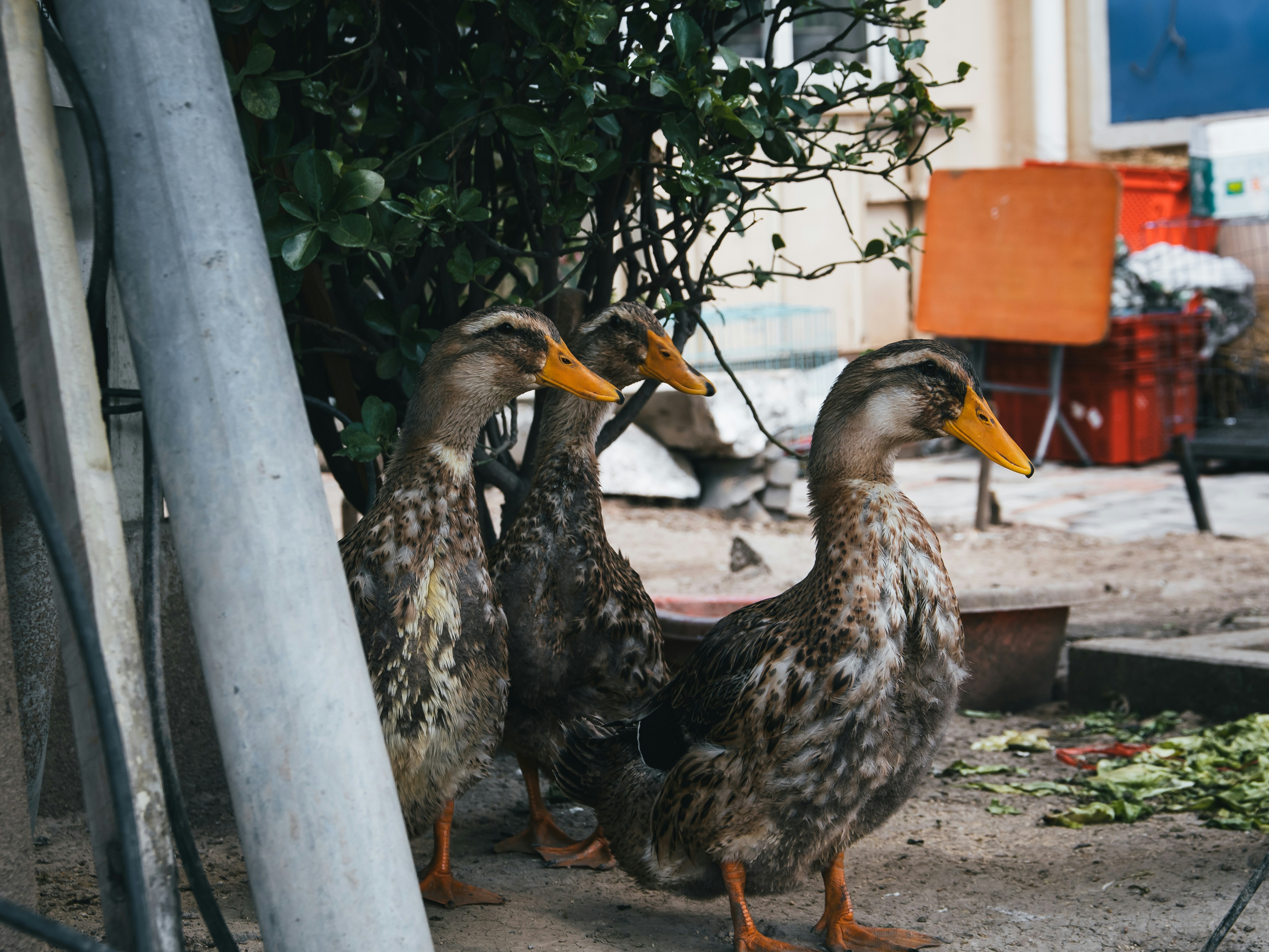 A group of ducks standing next to each other photo – Free Animal Image ...