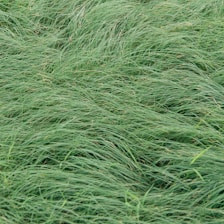 A close up of a green grass field
