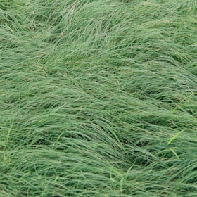 A close up of a green grass field