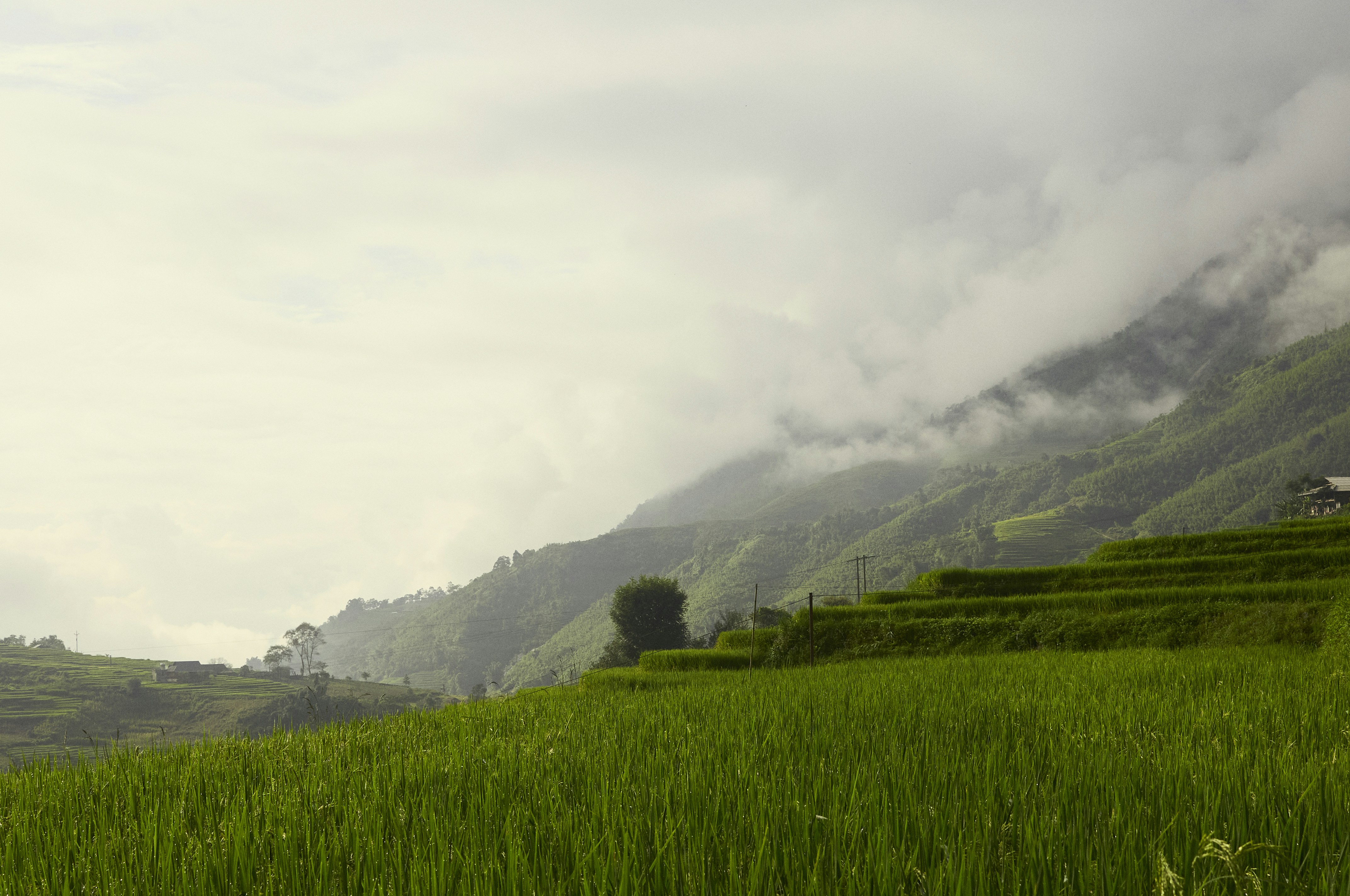 A green field with mountains in the background