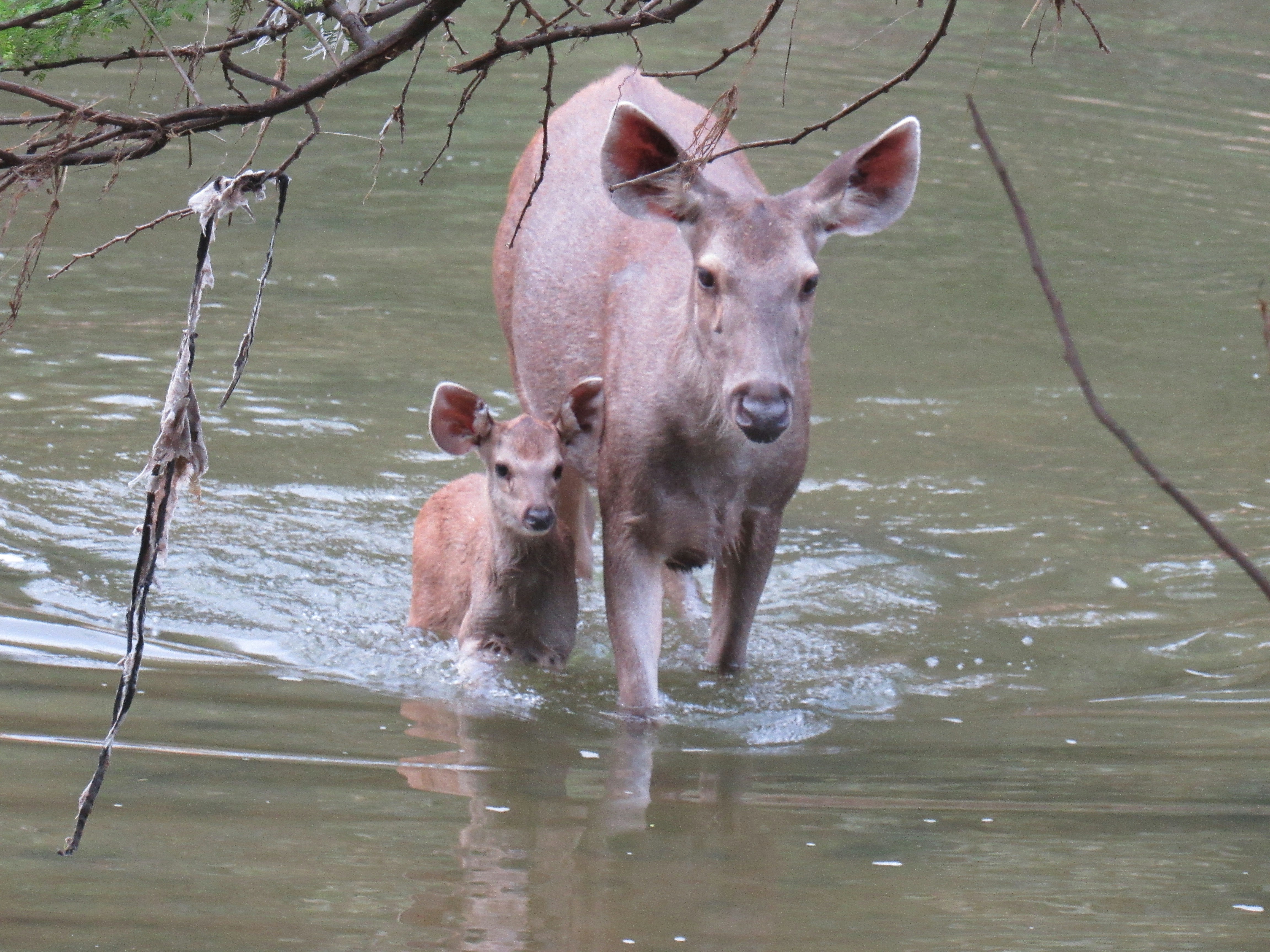 A couple of animals that are in the water
